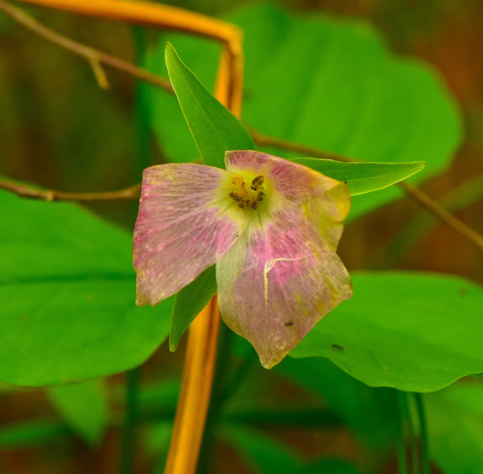 Large Flowered Trilium (Trillium Grandiflorum) — well-drained soil with a high organic content