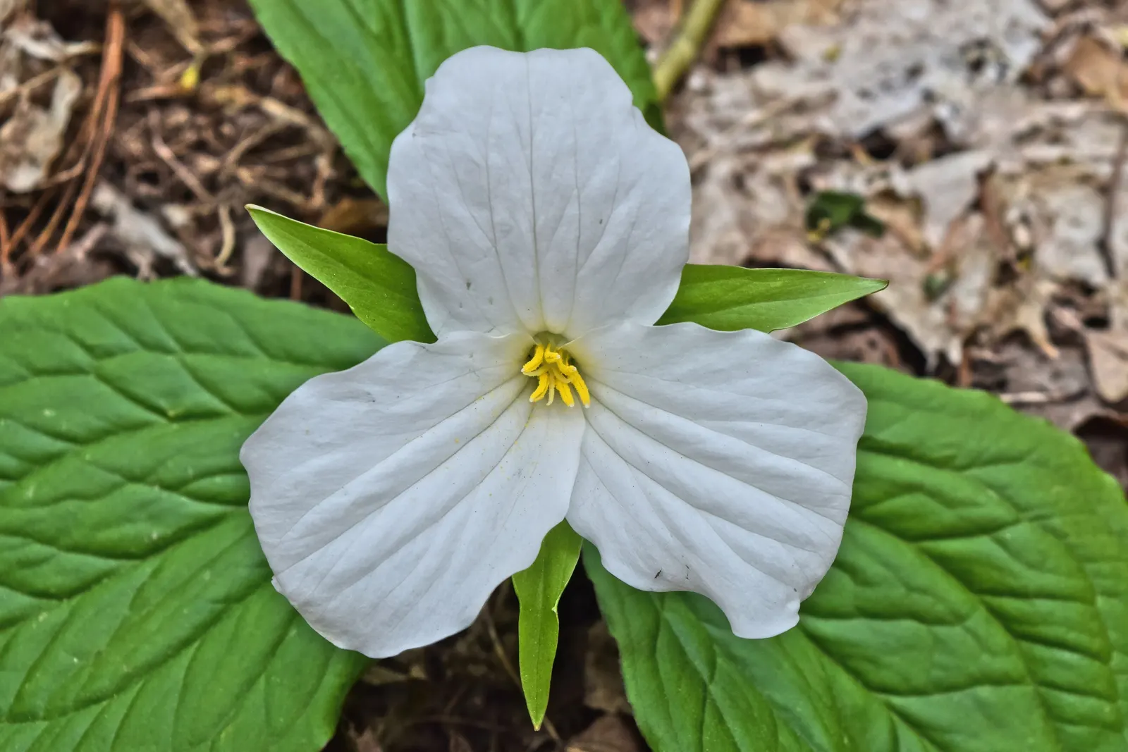 Large Flowered Trilium (Trillium Grandiflorum) — requiring minimal care while rewarding with extraordinary spring beauty; it thrives in well-drained