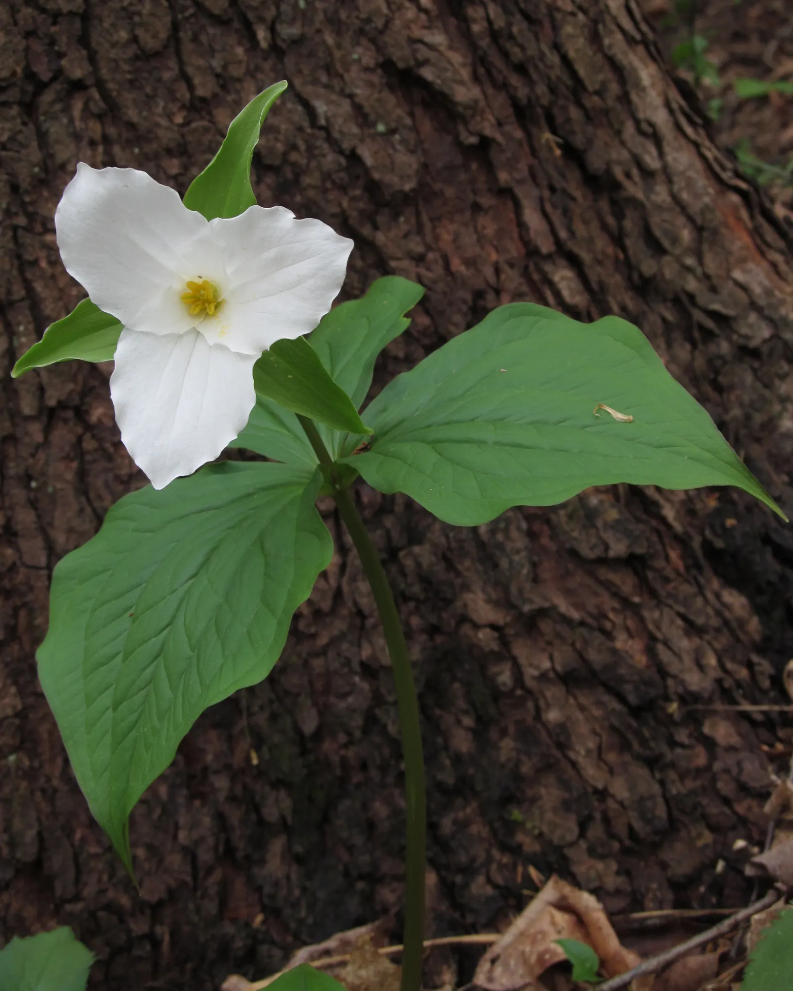 Large Flowered Trilium (Trillium Grandiflorum) — bulb / perennial with white blooms; trillium grandiflorum prefers fertile, image 92