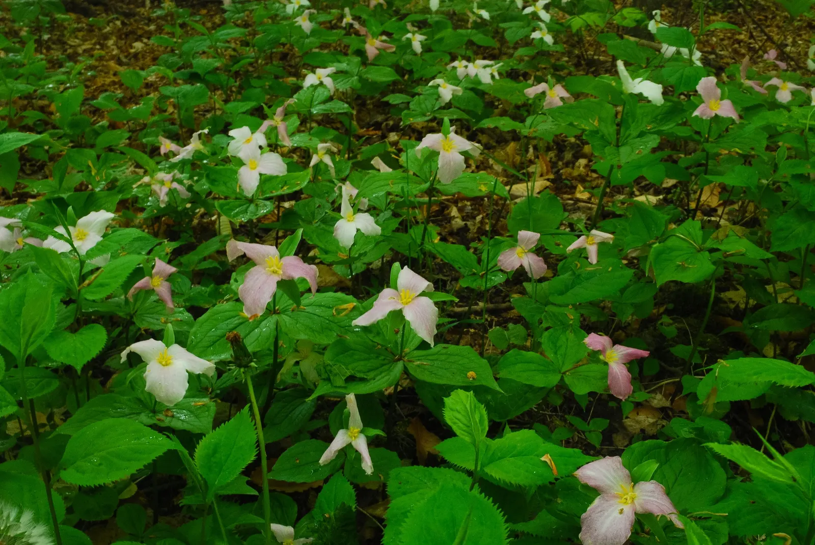 Large Flowered Trilium (Trillium Grandiflorum) — it is important to allow this plant to naturalize and avoid moving it once established; is a North, image 117