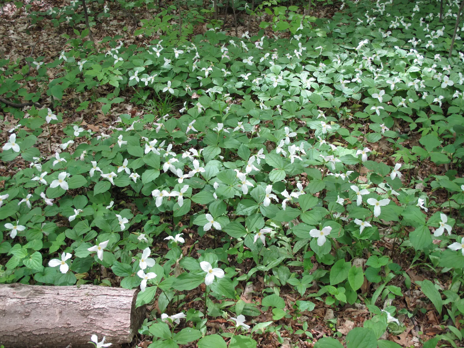 Large Flowered Trilium (Trillium Grandiflorum) — while supporting local ecology by attracting pollinators such as bees and butterflies; it is important to