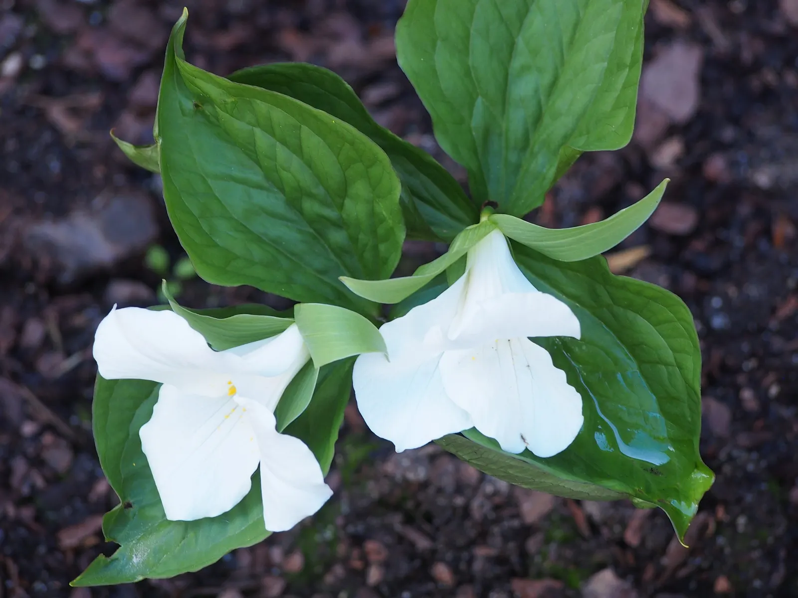 Large Flowered Trilium (Trillium Grandiflorum) — Trillium grandiflorum, the Large-Flowered Trillium, flourishes in U.S; this perennial prefers partial to full