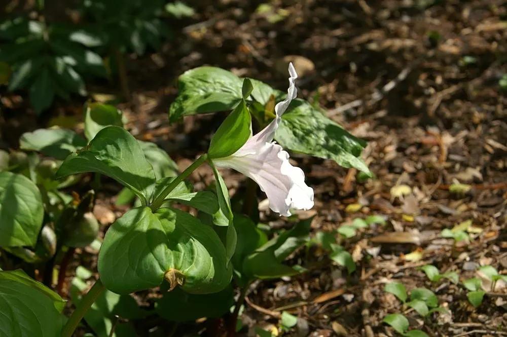 Large Flowered Trilium (Trillium Grandiflorum) — commonly referred to as the Large Flowered Trillium