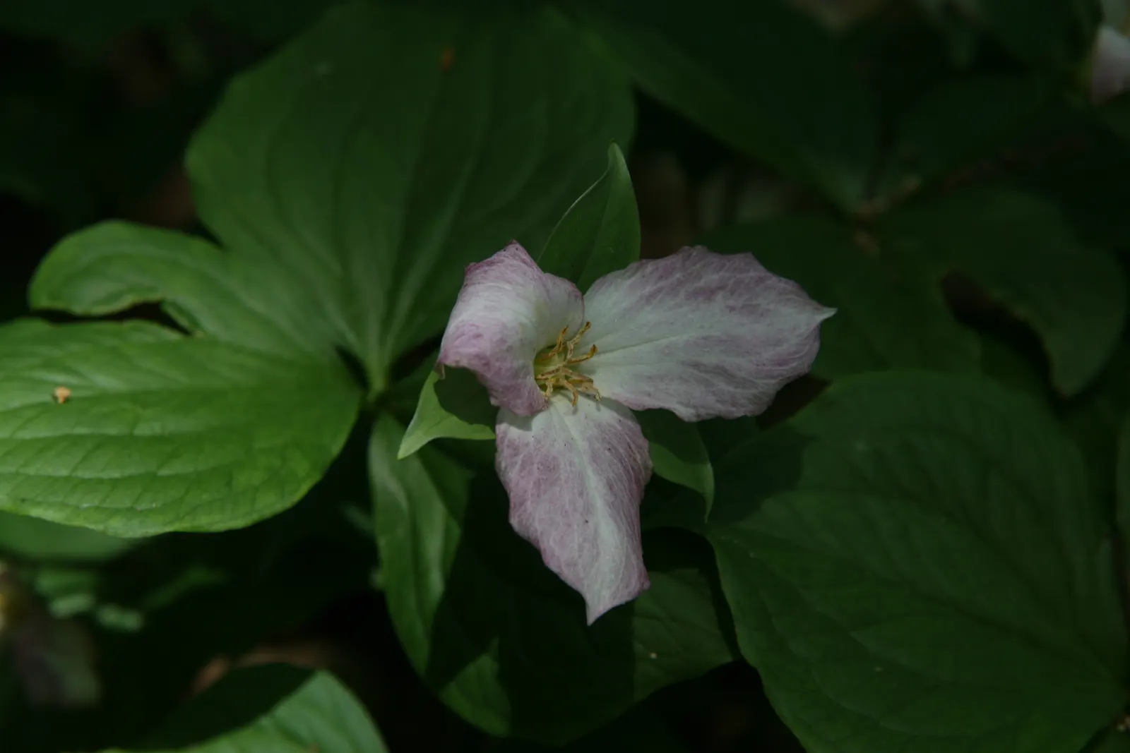 Large Flowered Trilium (Trillium Grandiflorum) — creating a lush backdrop for the stunning flowers; as it is sensitive to disturbance, image 79