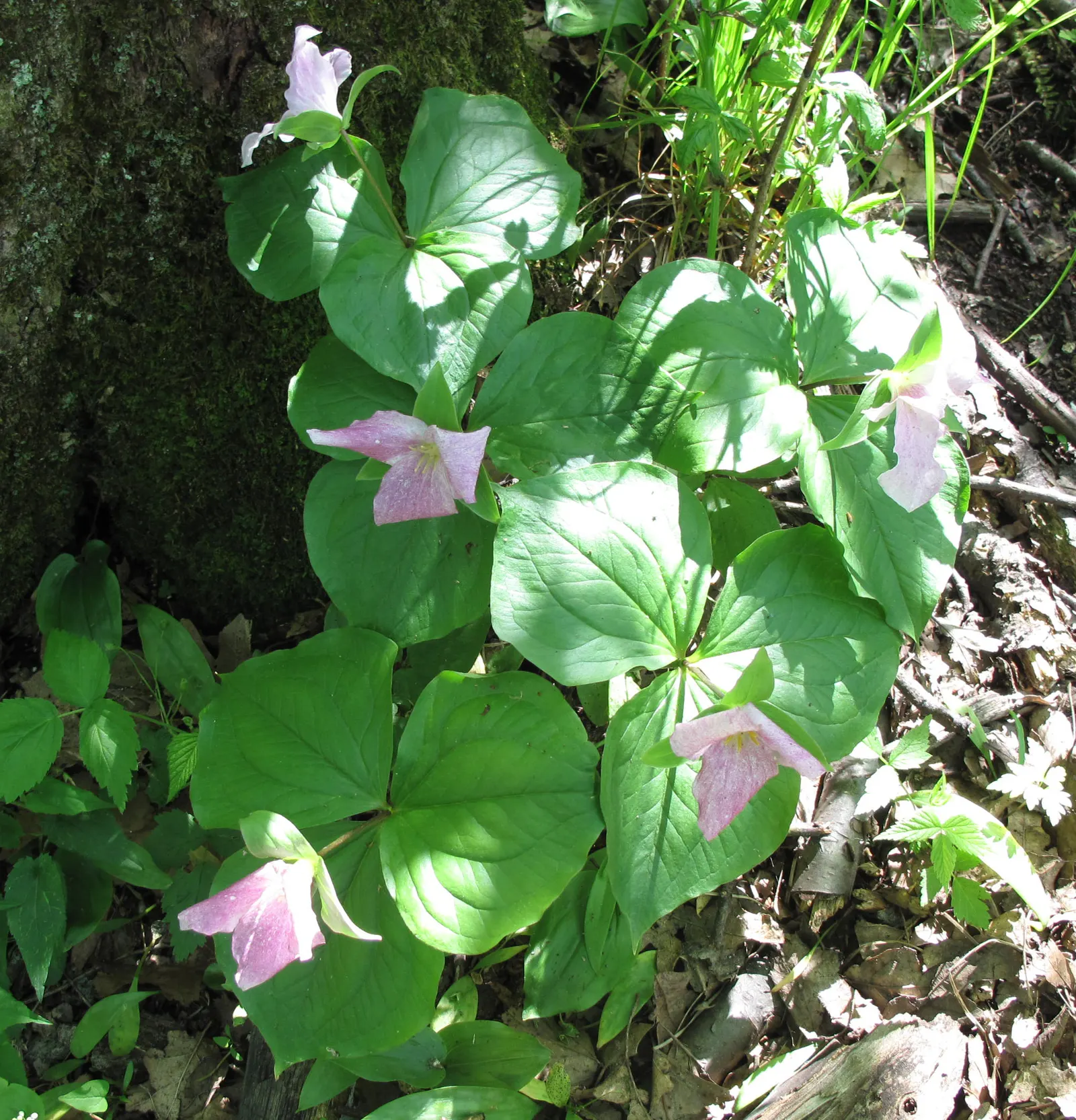 Large Flowered Trilium (Trillium Grandiflorum) — bulb / perennial for half or shade; requiring minimal care while rewarding with extraordinary, image 124