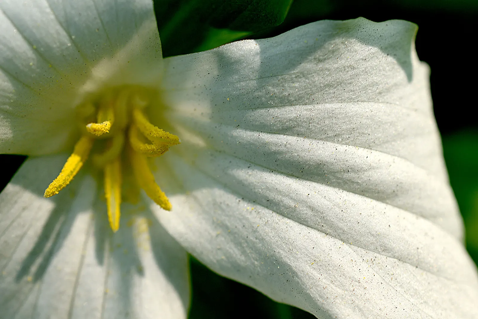 Large Flowered Trilium (Trillium Grandiflorum) — Its bloom period is in early to late spring; trillium grandiflorum, the Large-Flowered Trillium, flourishes in