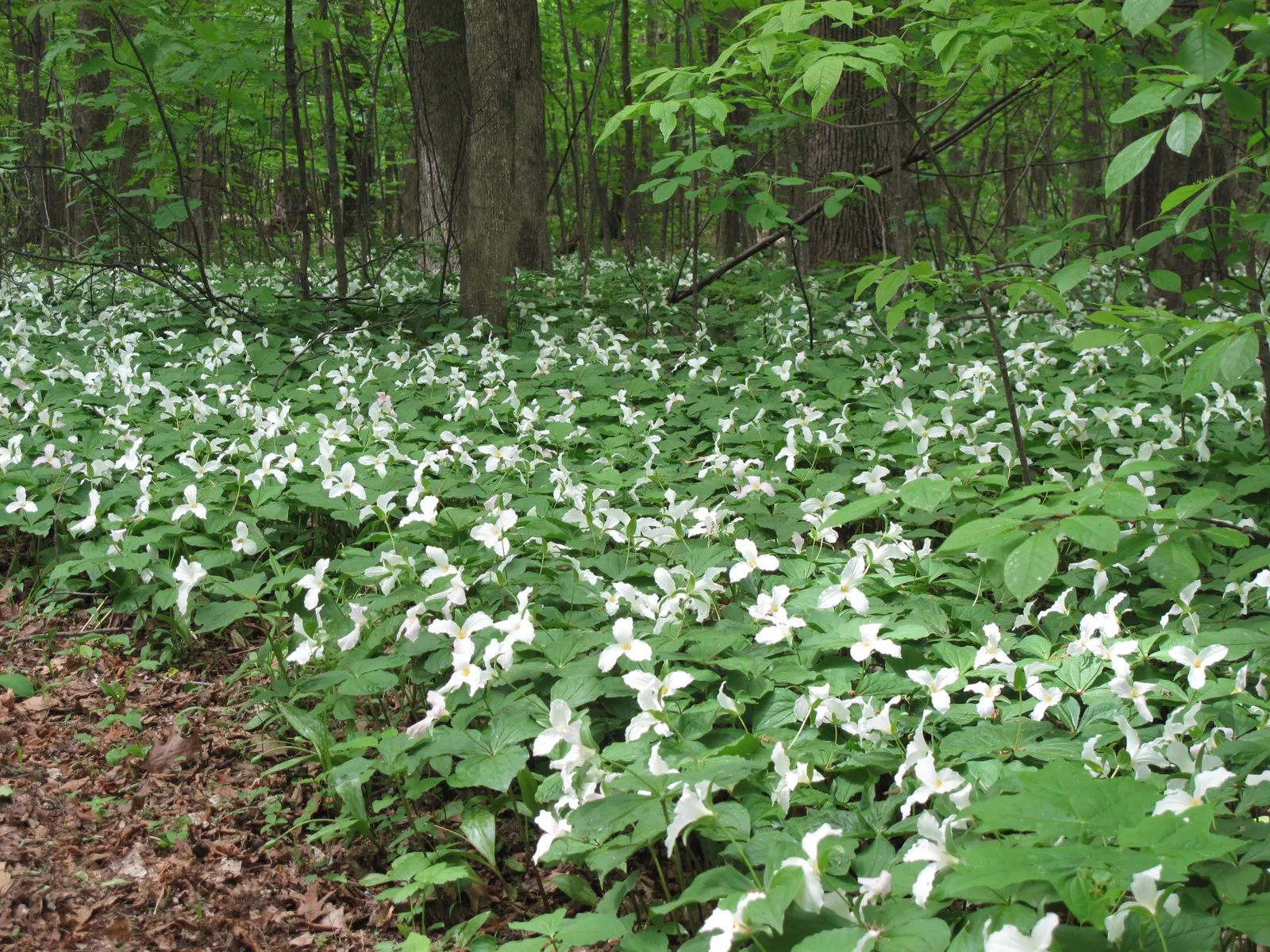 Large Flowered Trilium (Trillium Grandiflorum) — this perennial prefers partial to full shade; trillium grandiflorum may go dormant in summer, image 128