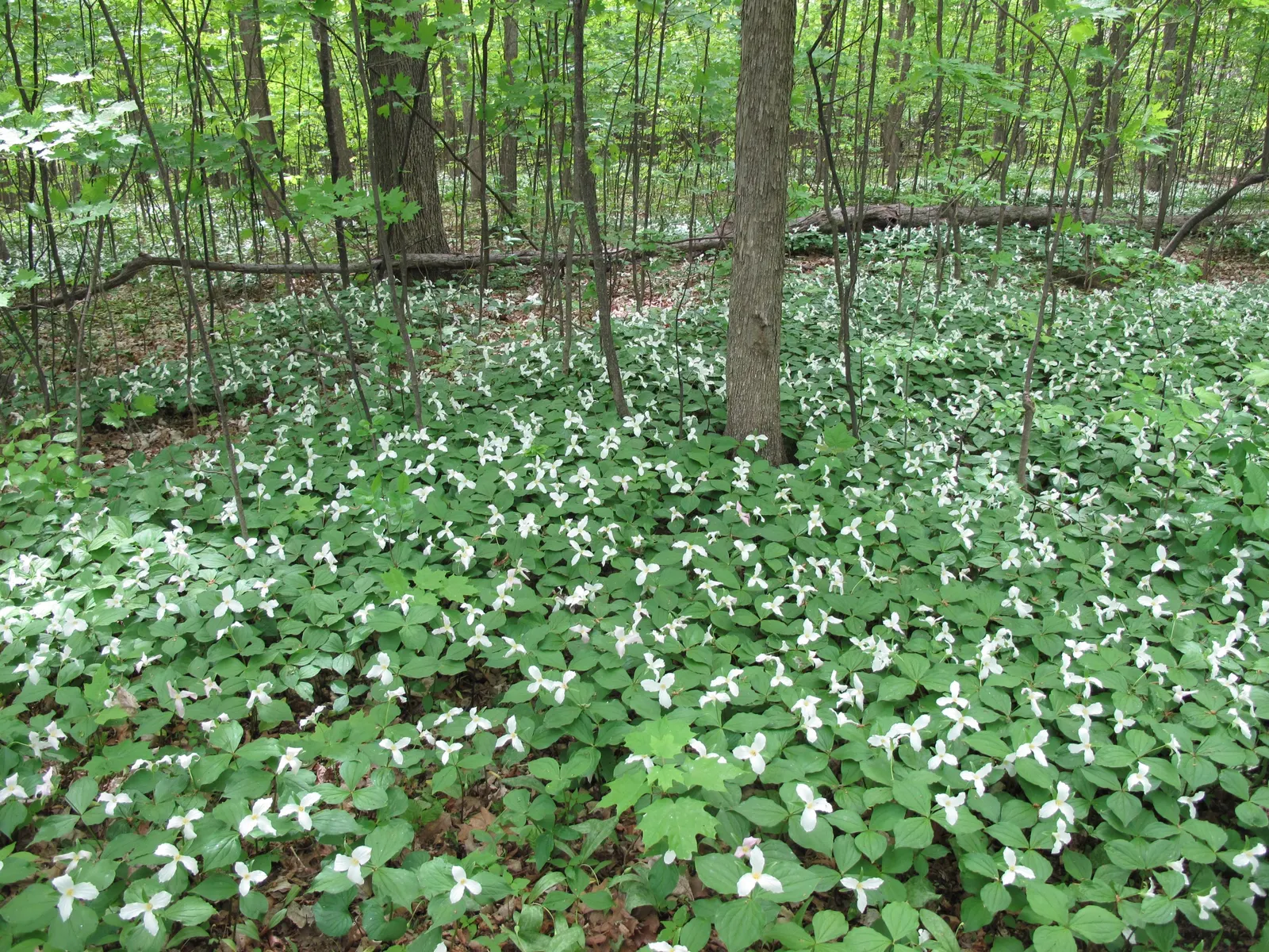 Large Flowered Trilium (Trillium Grandiflorum) — three-petaled flowers spanning up to 4 inches; measuring up to 3 to 4 inches in diameter, image 65