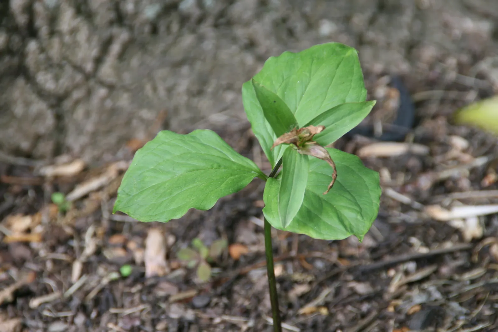 Large Flowered Trilium (Trillium Grandiflorum) — depending on local climate conditions; the Trillium grandiflorum has a clump-forming habit, image 82