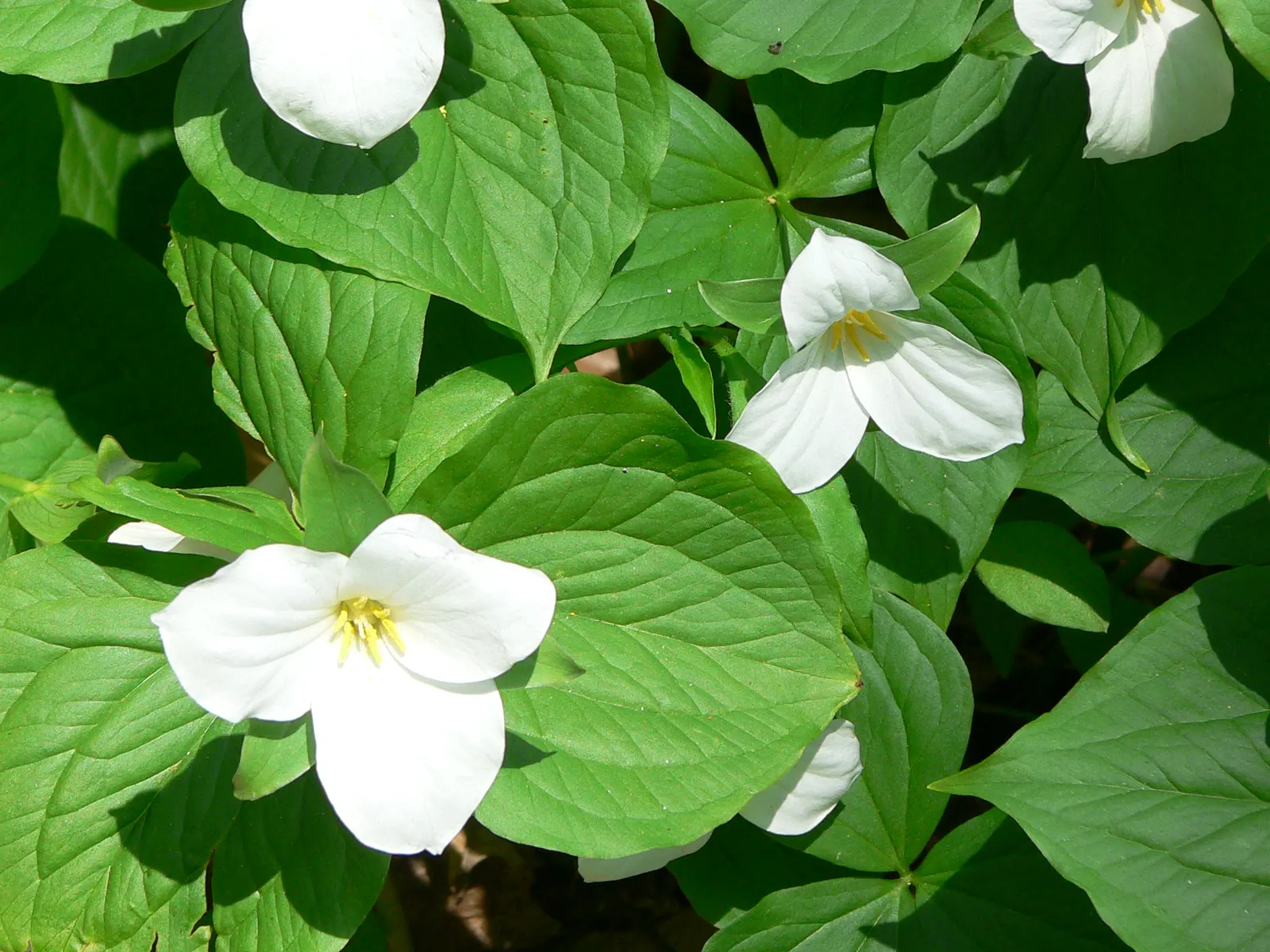 Large Flowered Trilium (Trillium Grandiflorum) — Its bloom period is in early to late spring; trillium grandiflorum, the Large-Flowered Trillium, image 67