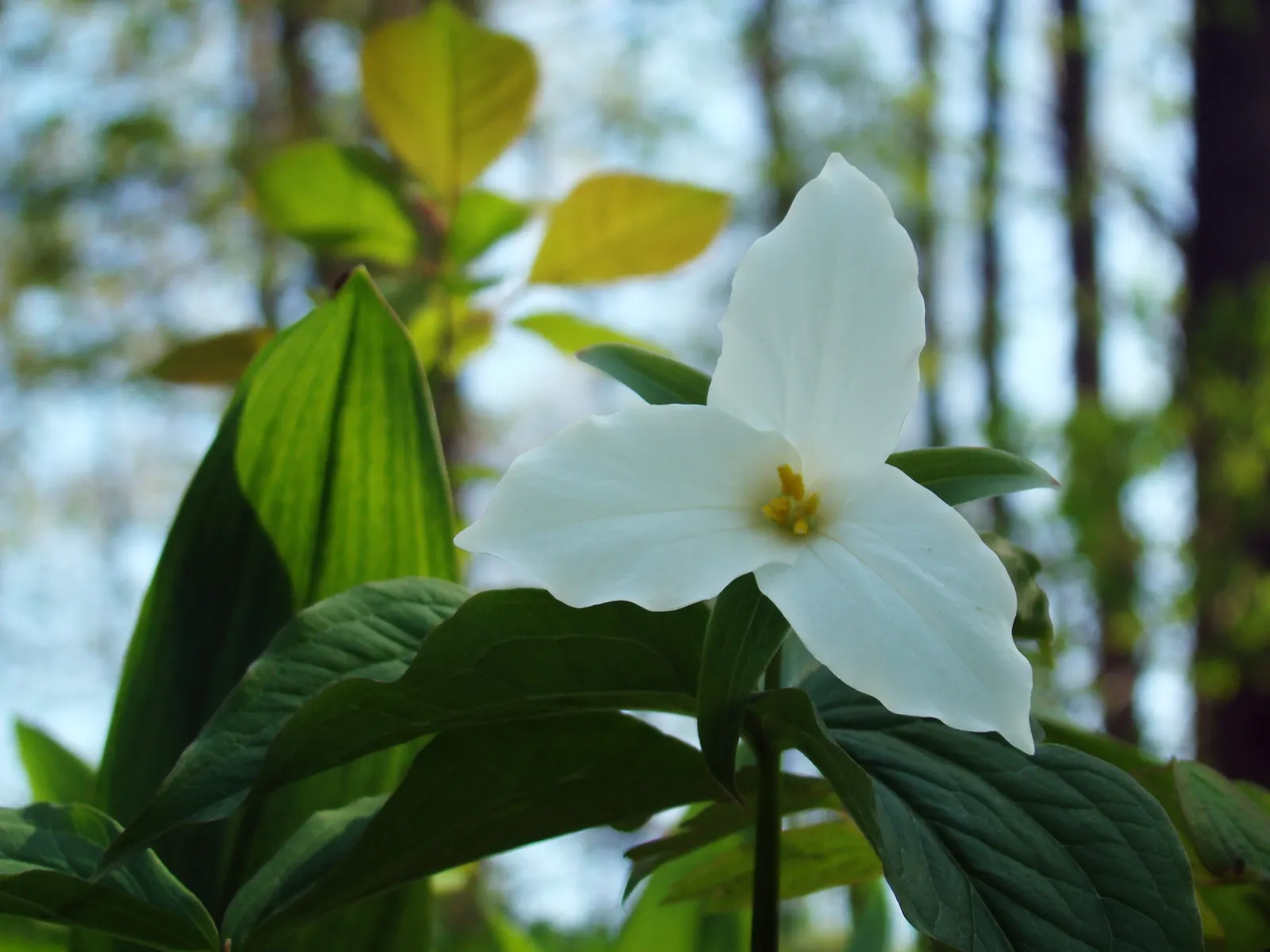 Large Flowered Trilium (Trillium Grandiflorum) — is a North American native perennial prized for its showy; its bloom period is in early to late, image 72