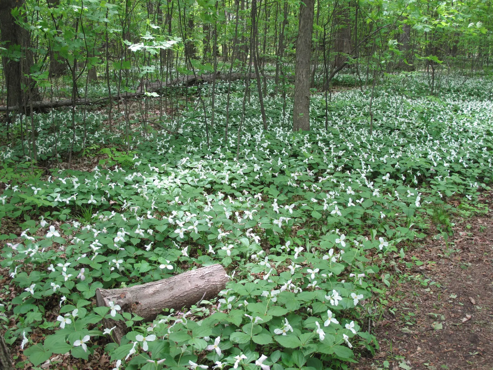 Large Flowered Trilium (Trillium Grandiflorum) — which can form impressive drifts over time; recognizable by its stunning, image 107