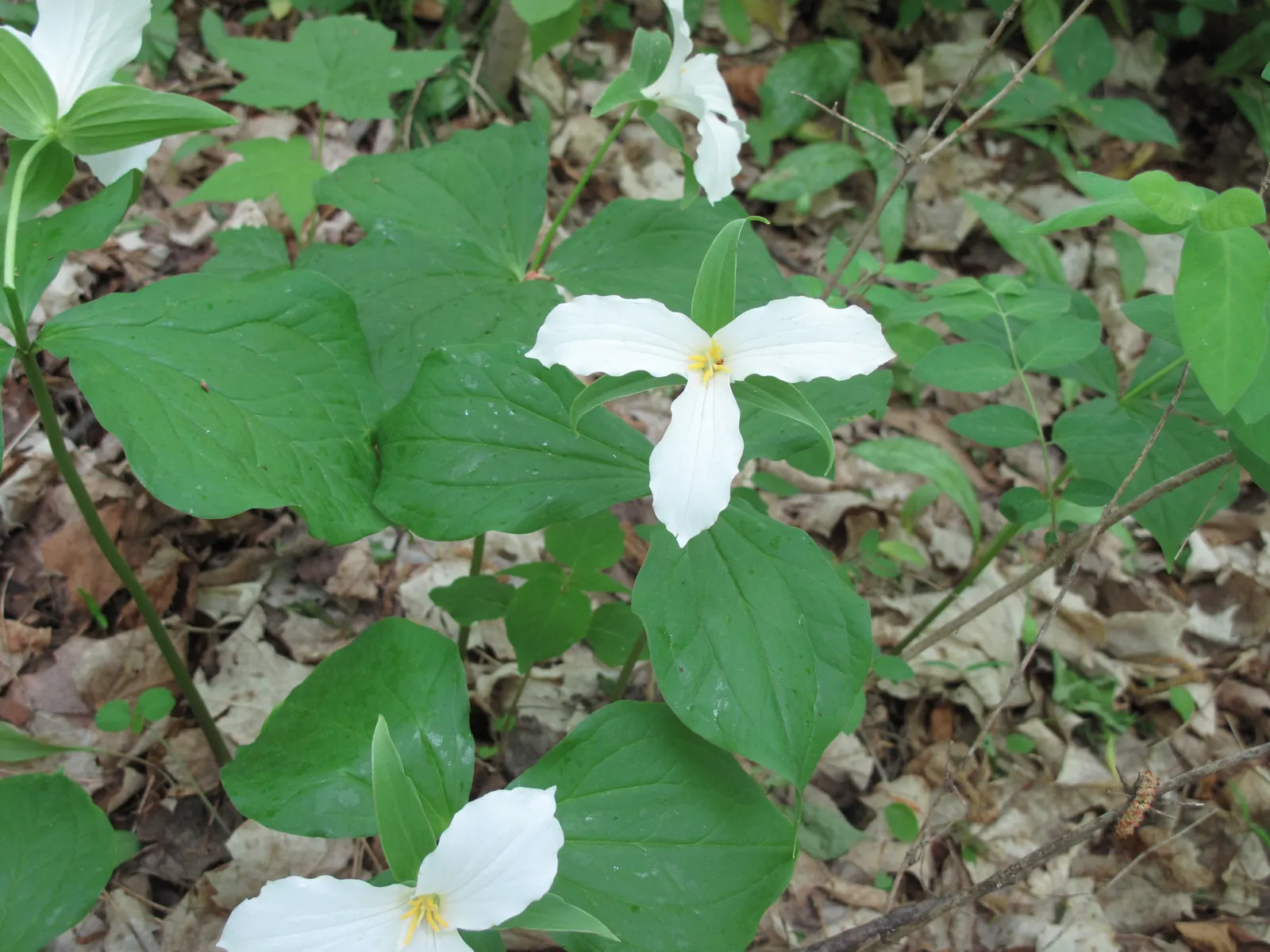 Large Flowered Trilium (Trillium Grandiflorum) — Trillium grandiflorum prefers fertile; depending on local climate conditions, image 83