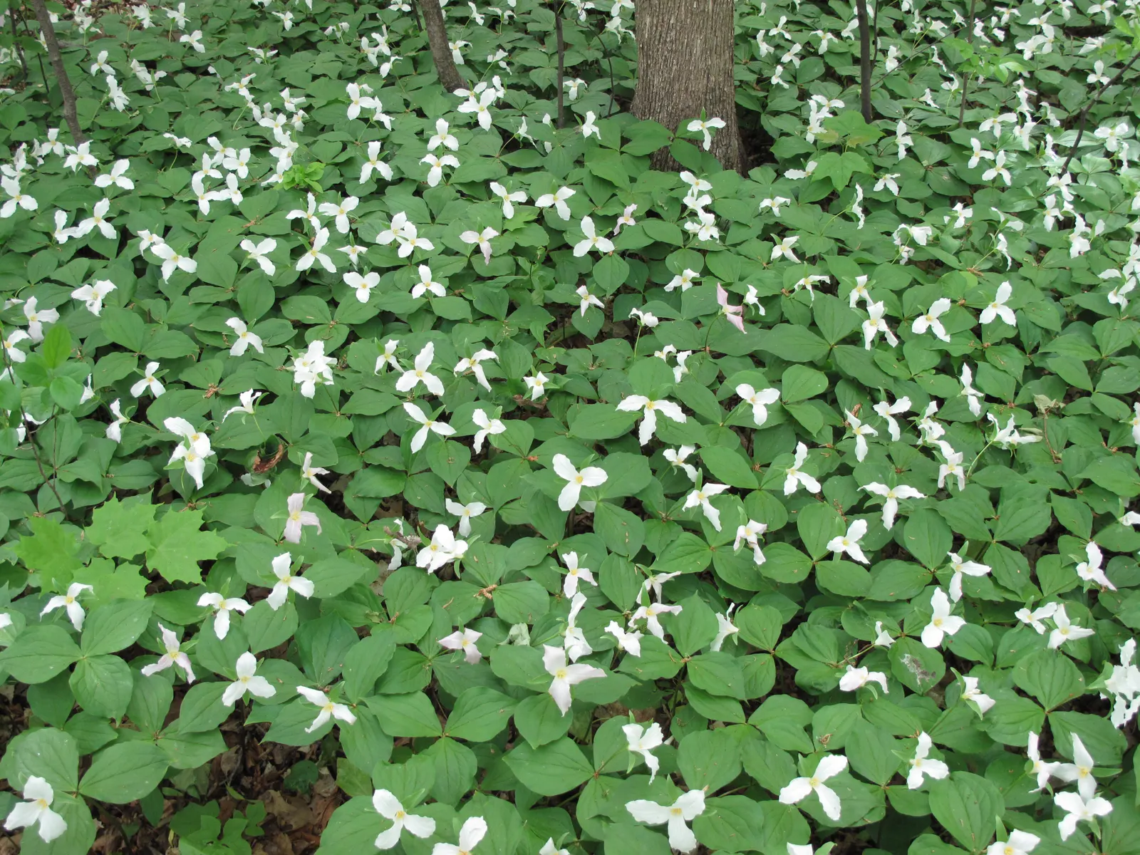 Large Flowered Trilium (Trillium Grandiflorum) — requiring minimal care while rewarding with extraordinary spring beauty; it thrives in well-drained, image 90