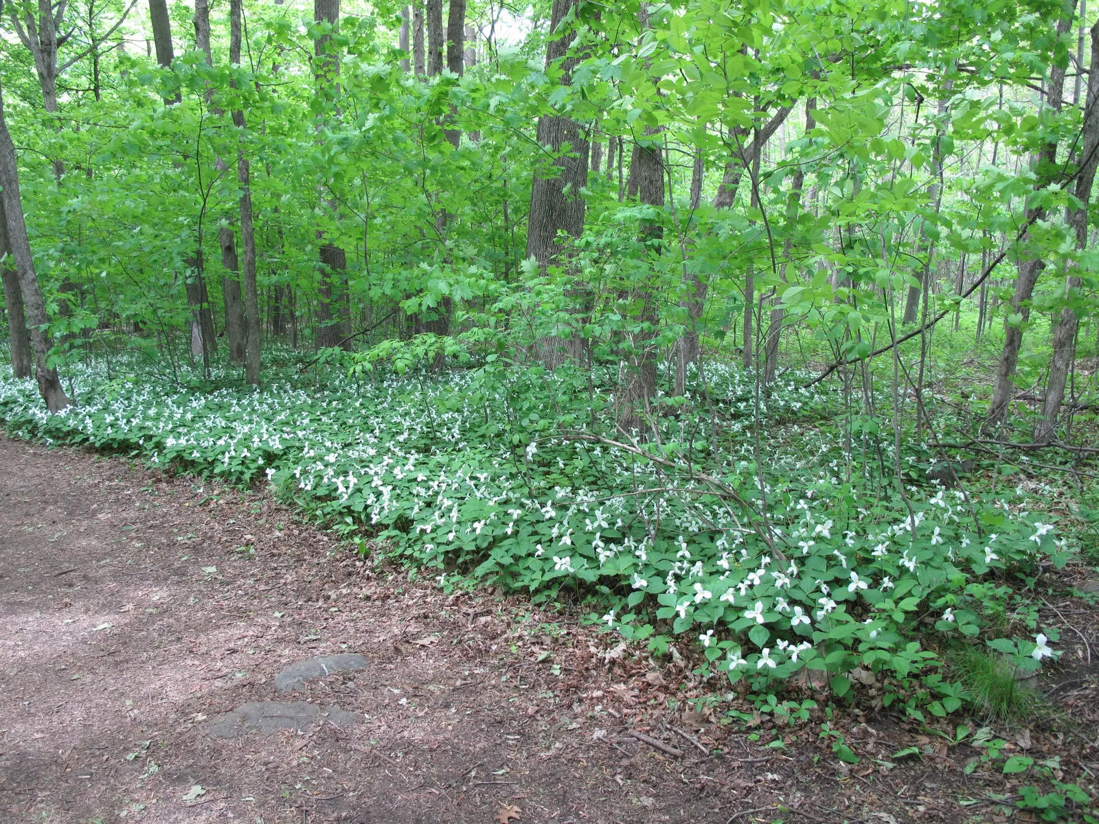 Large Flowered Trilium (Trillium Grandiflorum) — Ideal for woodland gardens or shaded areas