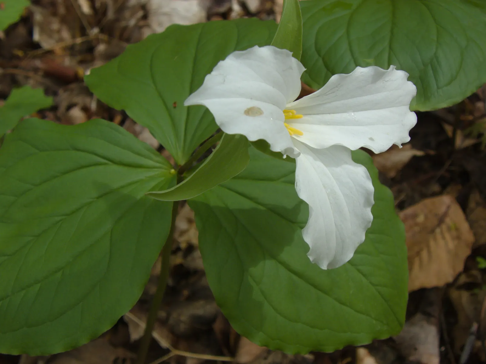 Large Flowered Trilium (Trillium Grandiflorum) — This woodland wildflower is an excellent choice for shaded or semi-shaded areas of your landscape design