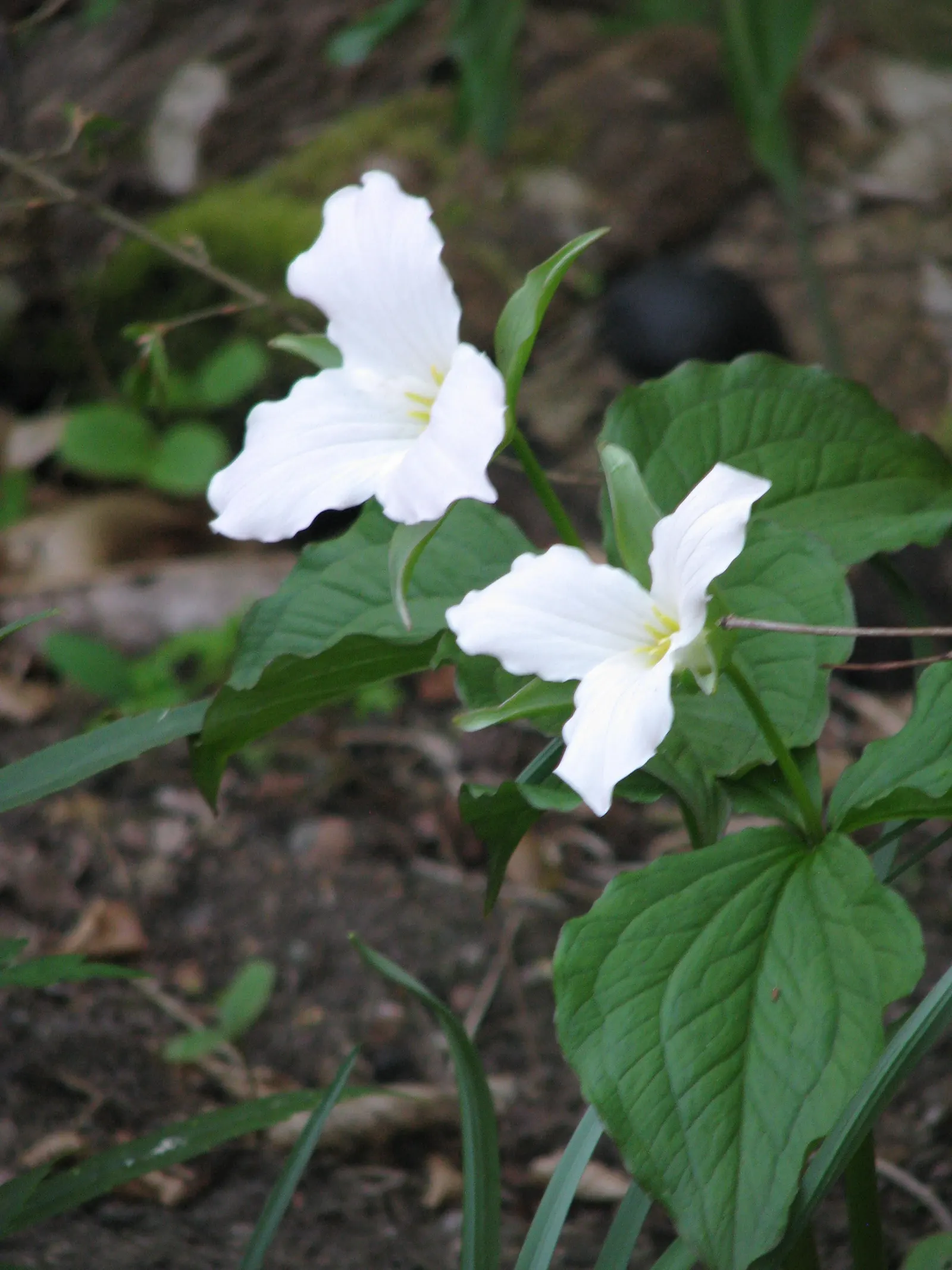 Large Flowered Trilium (Trillium Grandiflorum) — it is important to allow this plant to naturalize and avoid moving it once established; is a North American