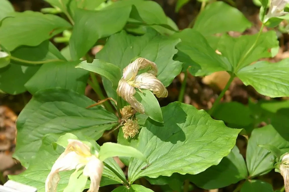 Large Flowered Trilium (Trillium Grandiflorum) — It is hardy in zones 4 to 8 and remains a classic choice for a shade or woodland garden; bulb / perennial for