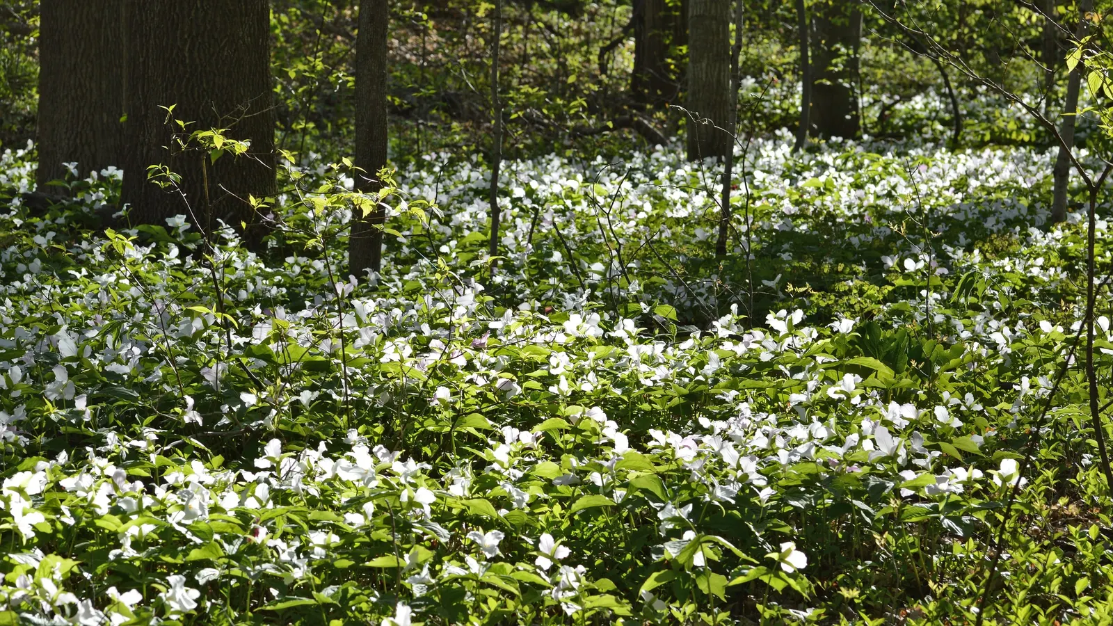 Large Flowered Trilium (Trillium Grandiflorum) — this perennial prefers partial to full shade