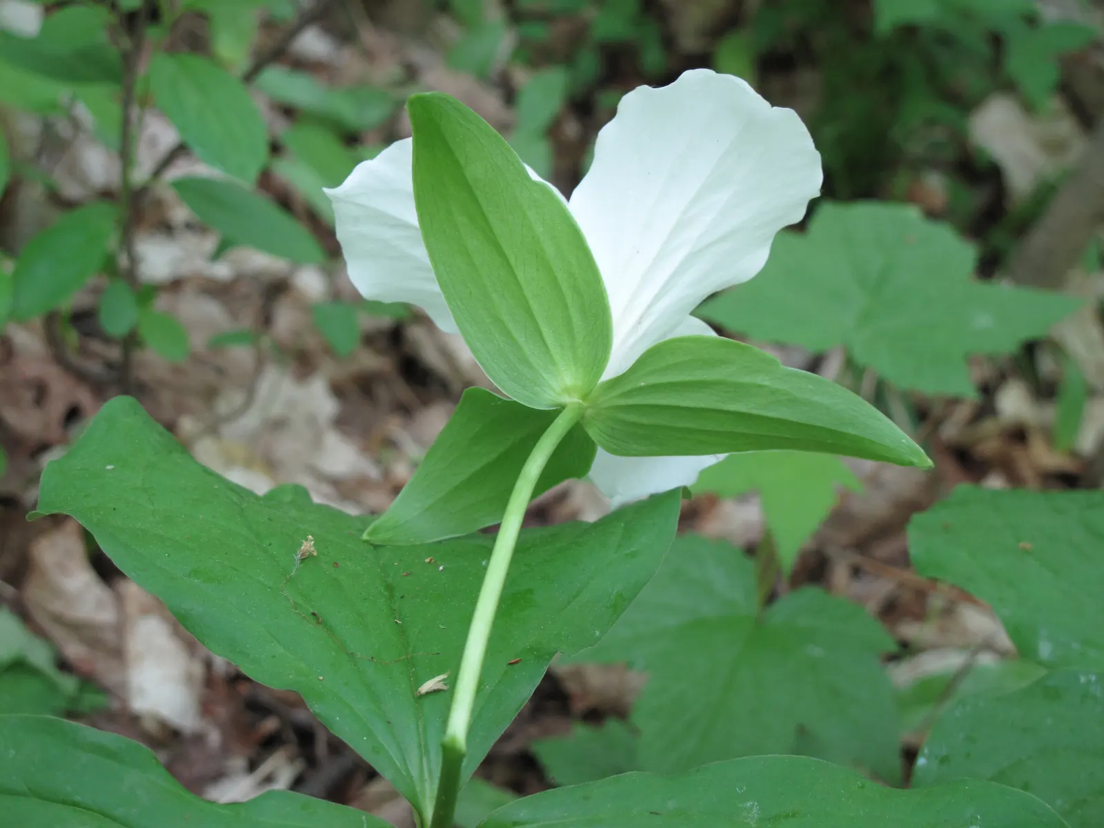 Large Flowered Trilium (Trillium Grandiflorum) — it is important to allow this plant to naturalize and avoid moving it once established
