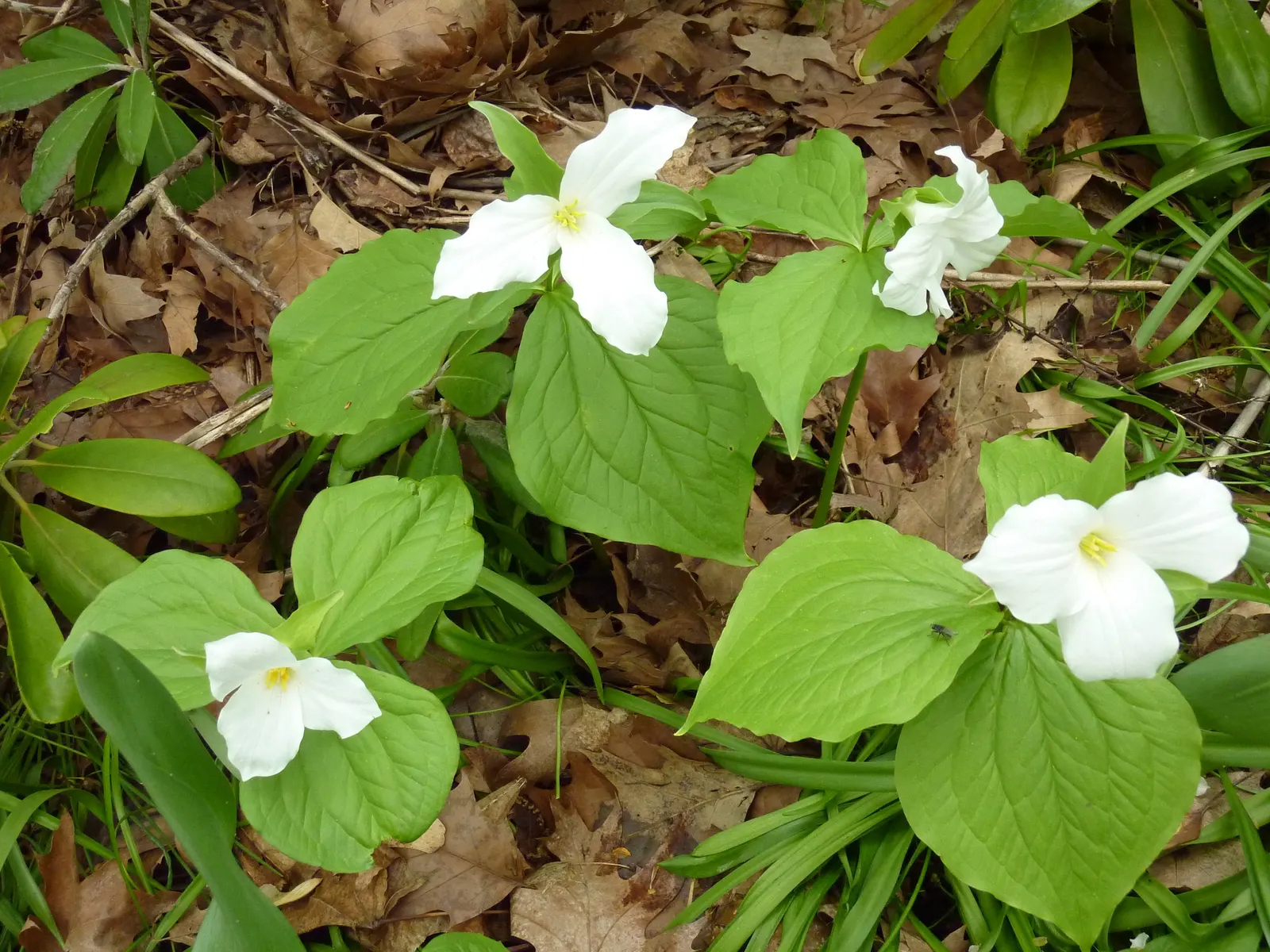 Large Flowered Trilium (Trillium Grandiflorum) — bulb / perennial for half or shade