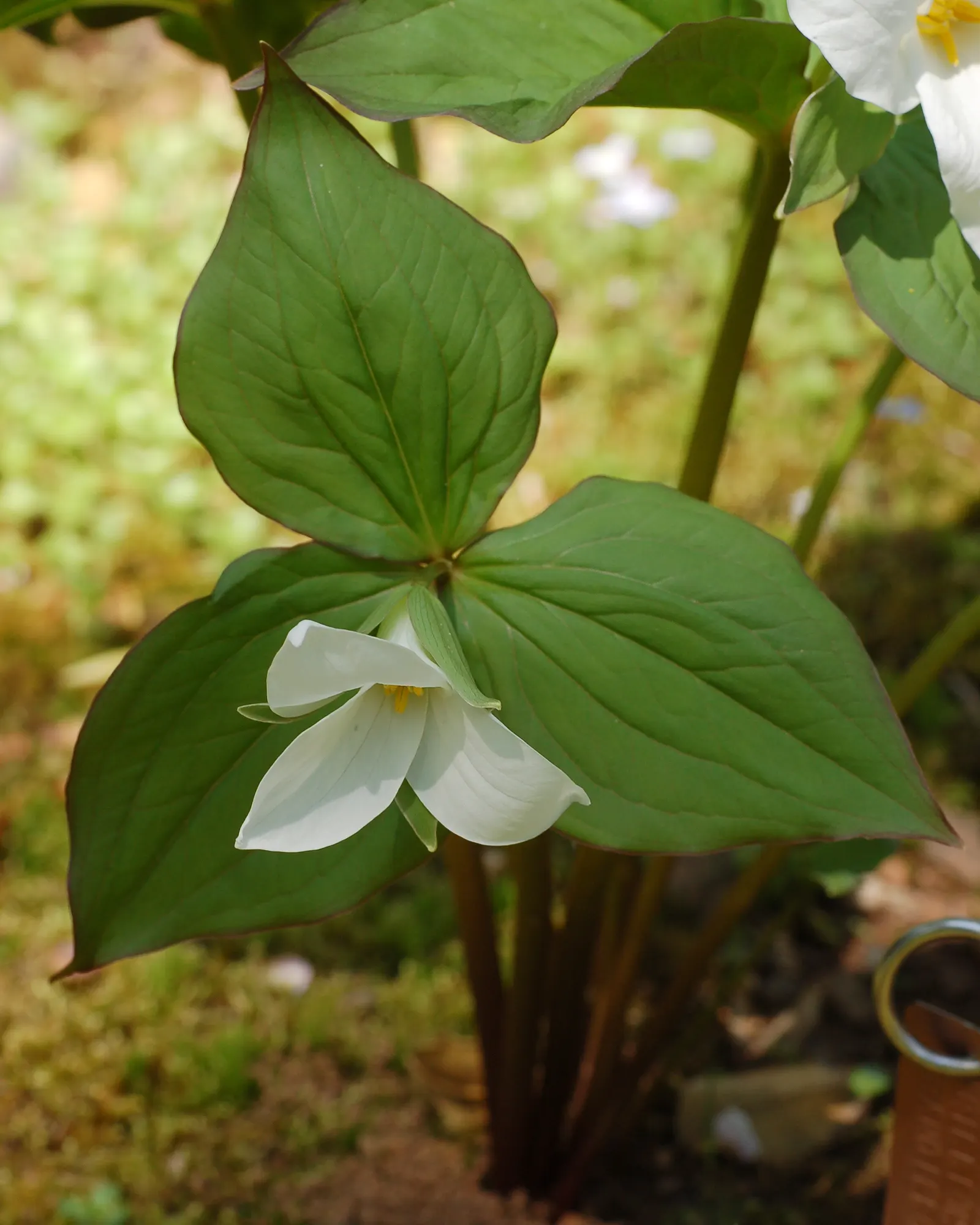 Large Flowered Trilium (Trillium Grandiflorum) — bulb / perennial for half or shade; requiring minimal care while rewarding with extraordinary, image 93