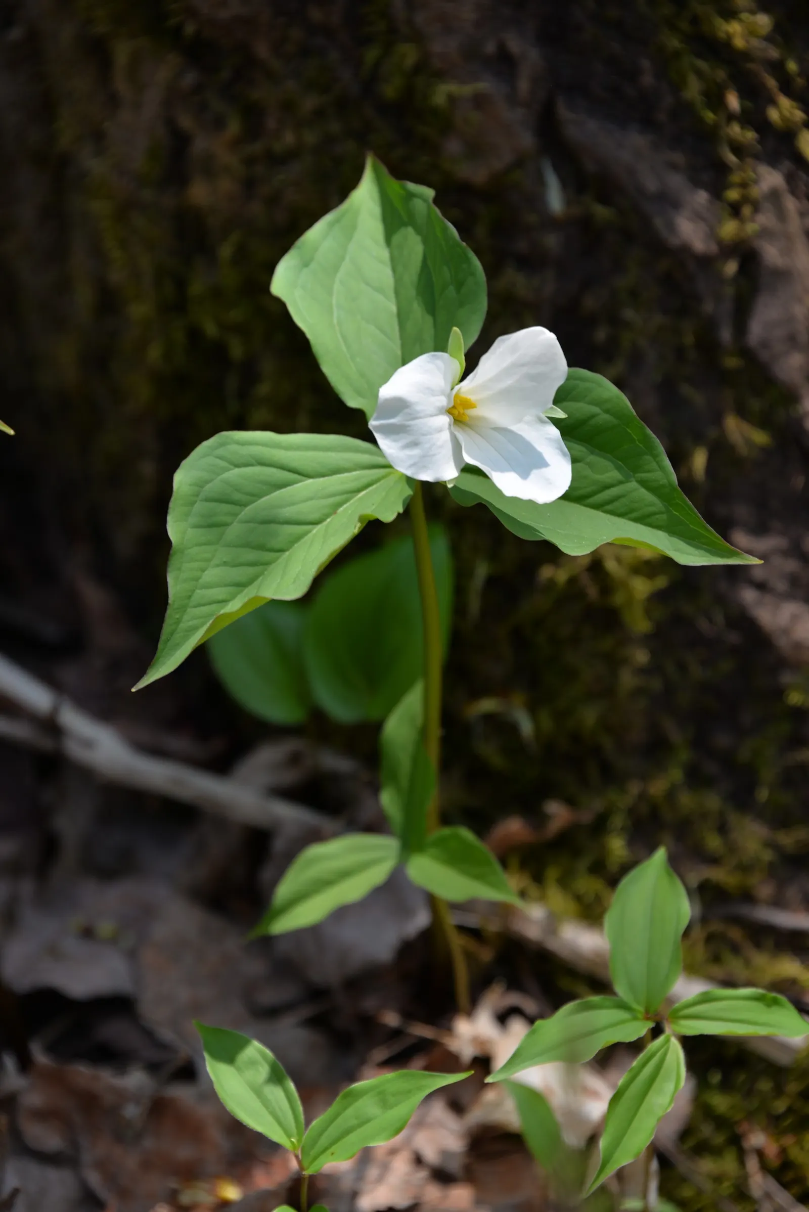 Large Flowered Trilium (Trillium Grandiflorum) — the Trillium grandiflorum has a clump-forming habit; while supporting local ecology by attracting, image 106