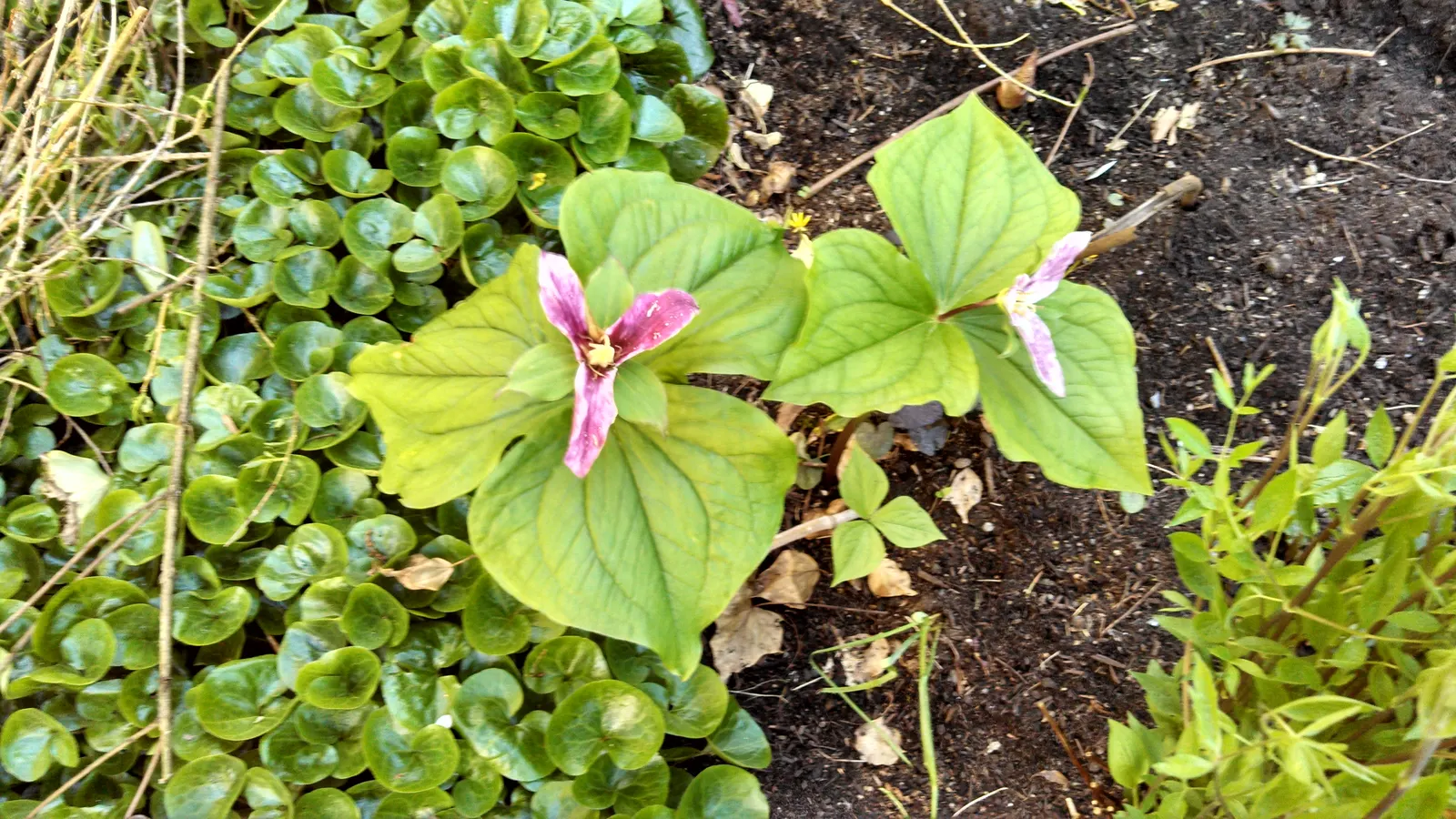 Large Flowered Trilium (Trillium Grandiflorum) — this perennial prefers partial to full shade; trillium grandiflorum may go dormant in summer