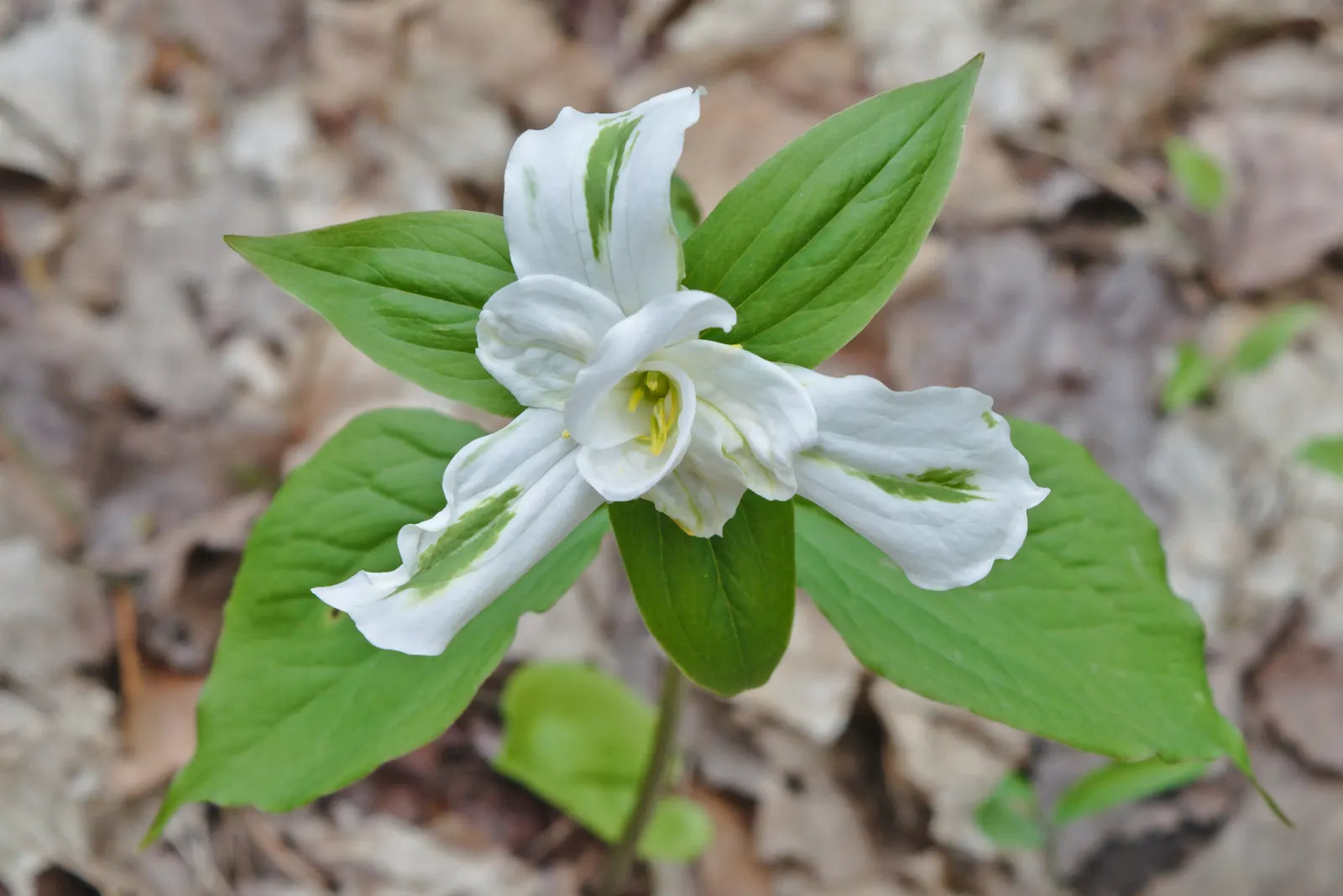 Large Flowered Trilium (Trillium Grandiflorum) — it thrives in well-drained; each stem typically bears a whorl of three dark green leaves, image 69