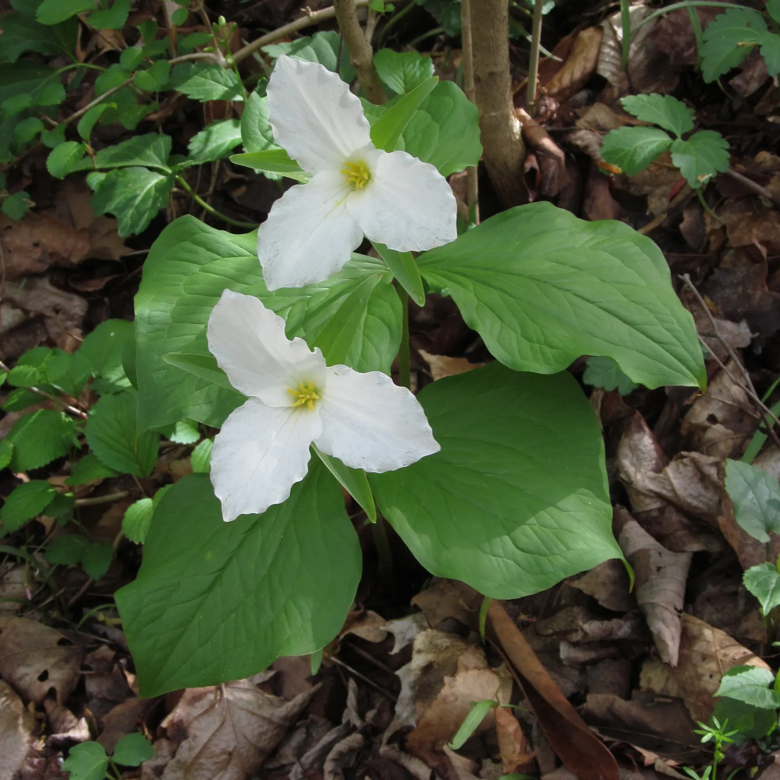 Large Flowered Trilium (Trillium Grandiflorum) — bulb / perennial with white blooms; trillium grandiflorum prefers fertile, image 123