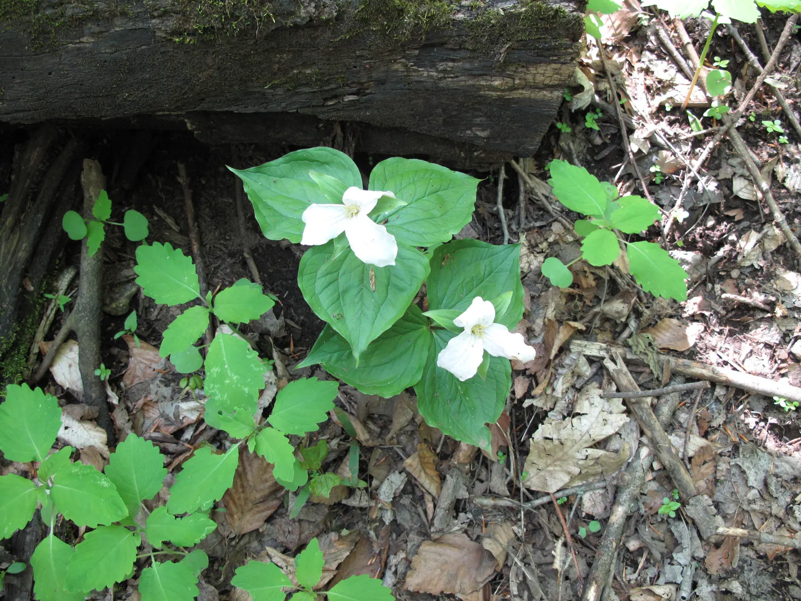 Large Flowered Trilium (Trillium Grandiflorum) — commonly referred to as the Large Flowered Trillium; white flowers in the garden
