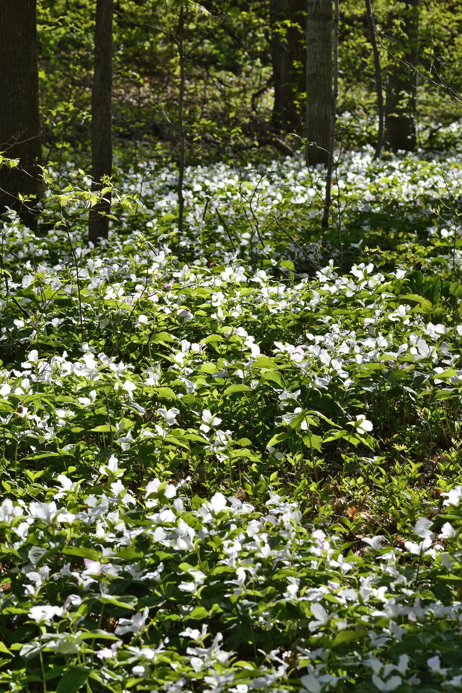 Large Flowered Trilium (Trillium Grandiflorum) — As it is sensitive to disturbance; three-petaled flowers spanning up to 4 inches