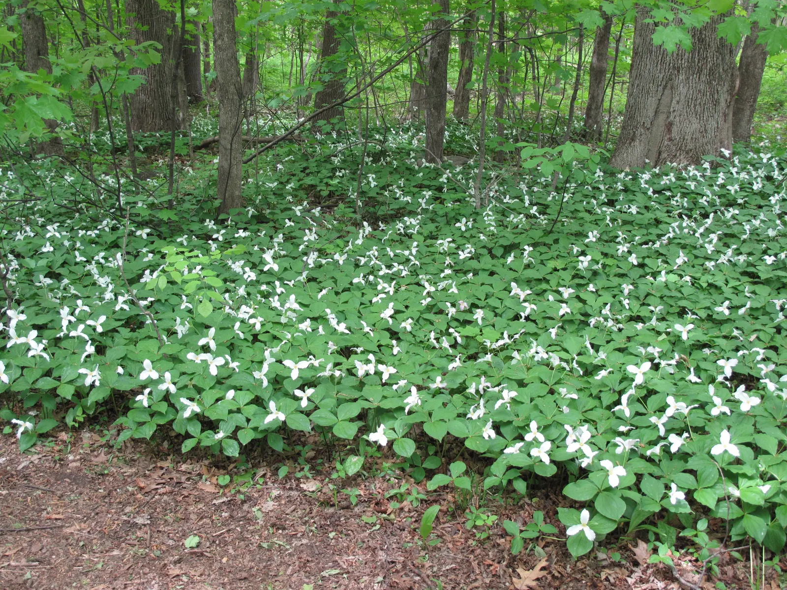 Large Flowered Trilium (Trillium Grandiflorum) — which can form impressive drifts over time; recognizable by its stunning, image 76