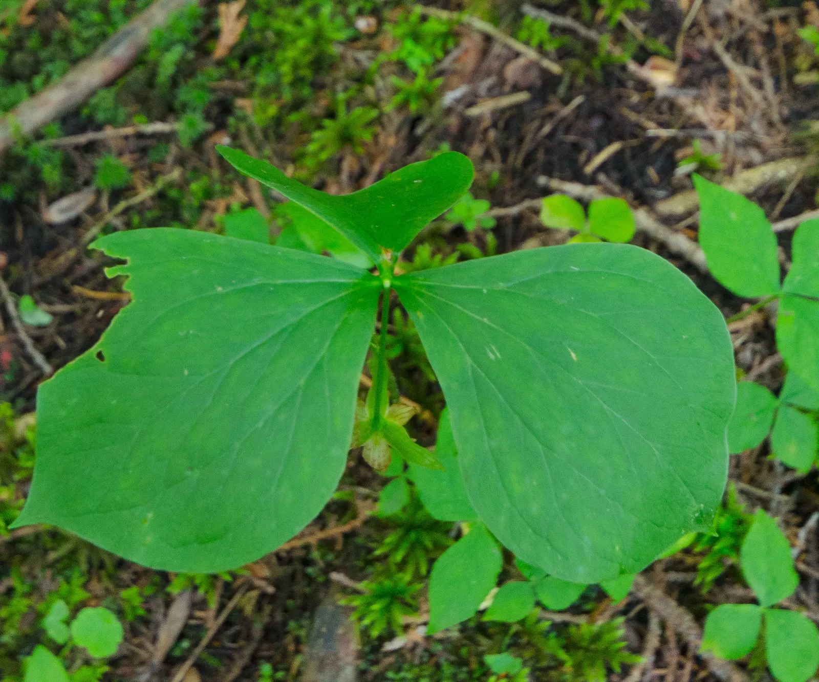 Large Flowered Trilium (Trillium Grandiflorum) — is a North American native perennial prized for its showy