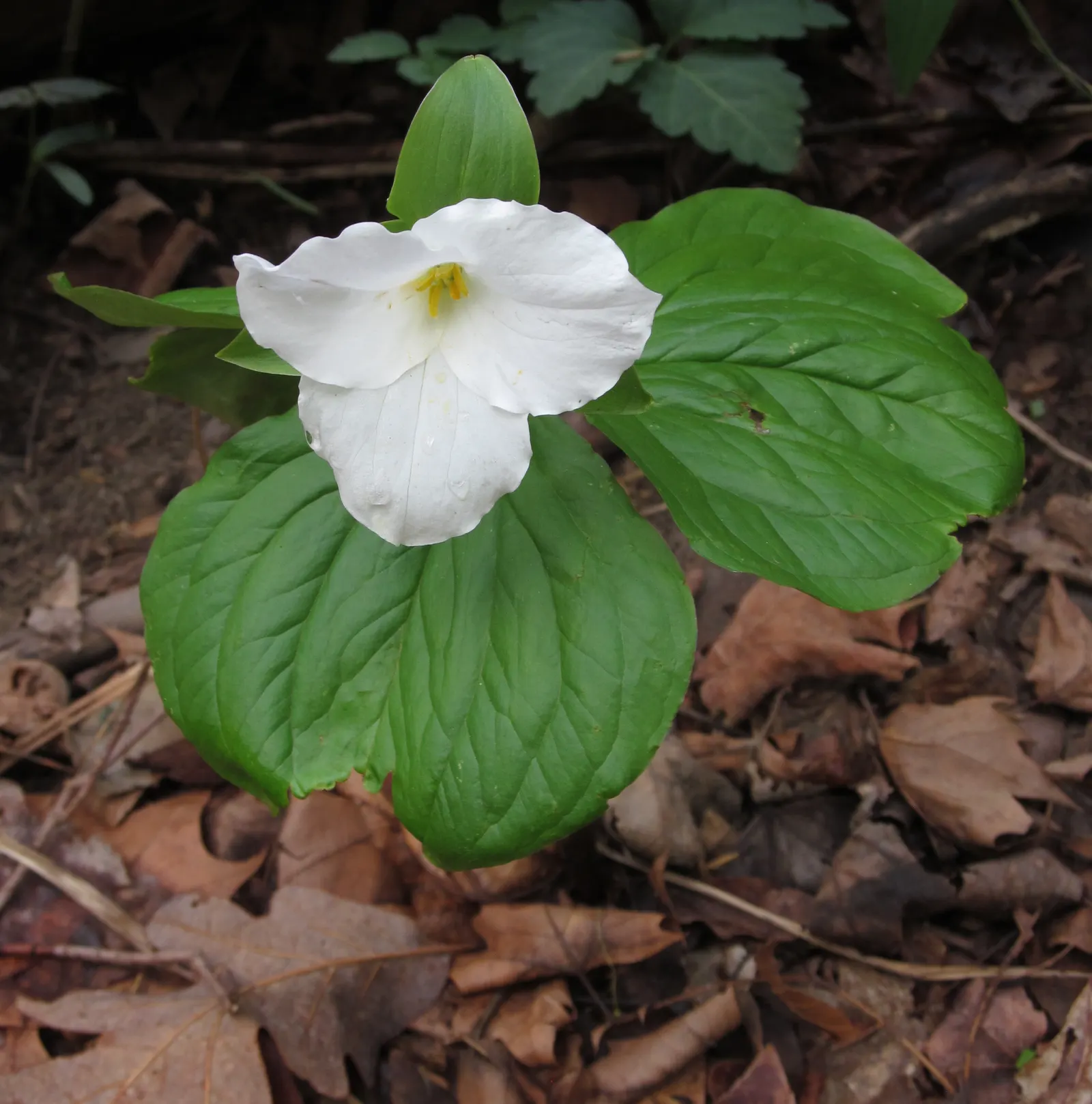 Large Flowered Trilium (Trillium Grandiflorum) — Trillium grandiflorum prefers fertile; depending on local climate conditions, image 114