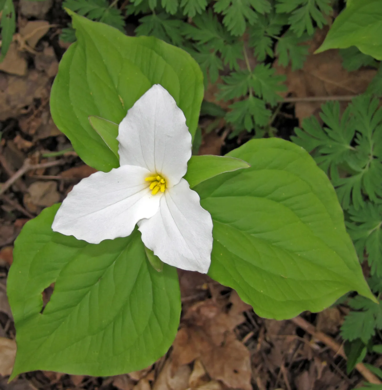 Large Flowered Trilium (Trillium Grandiflorum) — the Trillium grandiflorum has a clump-forming habit