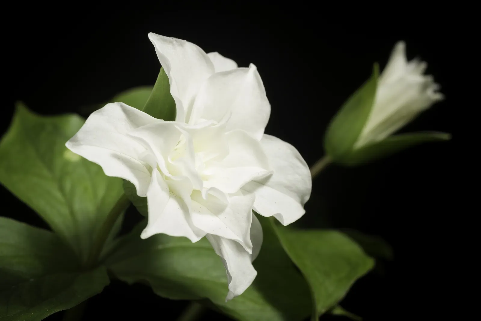 Large Flowered Trilium (Trillium Grandiflorum) — well-drained soil with a high organic content; it is hardy in zones 4 to 8 and remains a classic, image 115