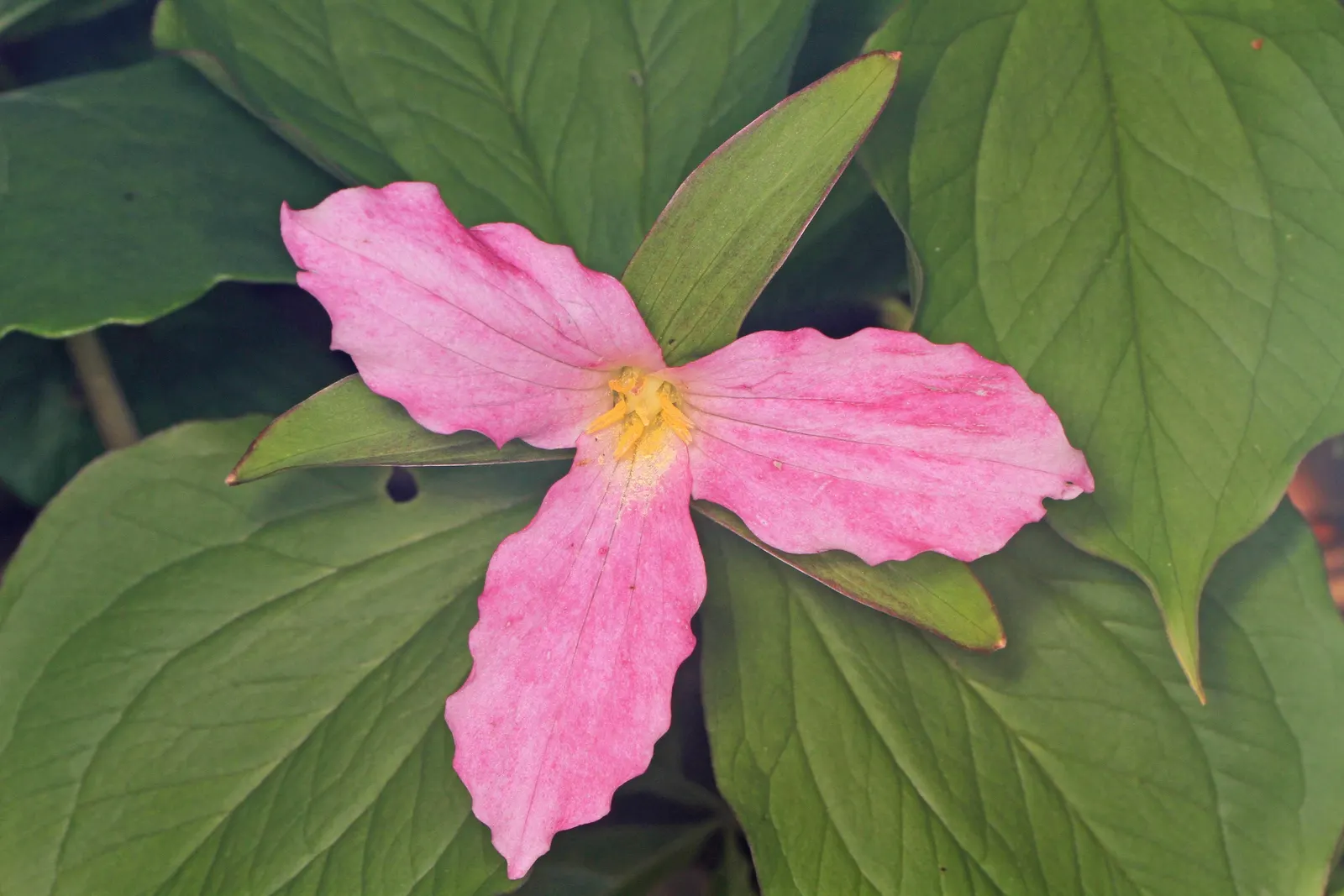 Large Flowered Trilium (Trillium Grandiflorum) — it thrives in well-drained; each stem typically bears a whorl of three dark green leaves