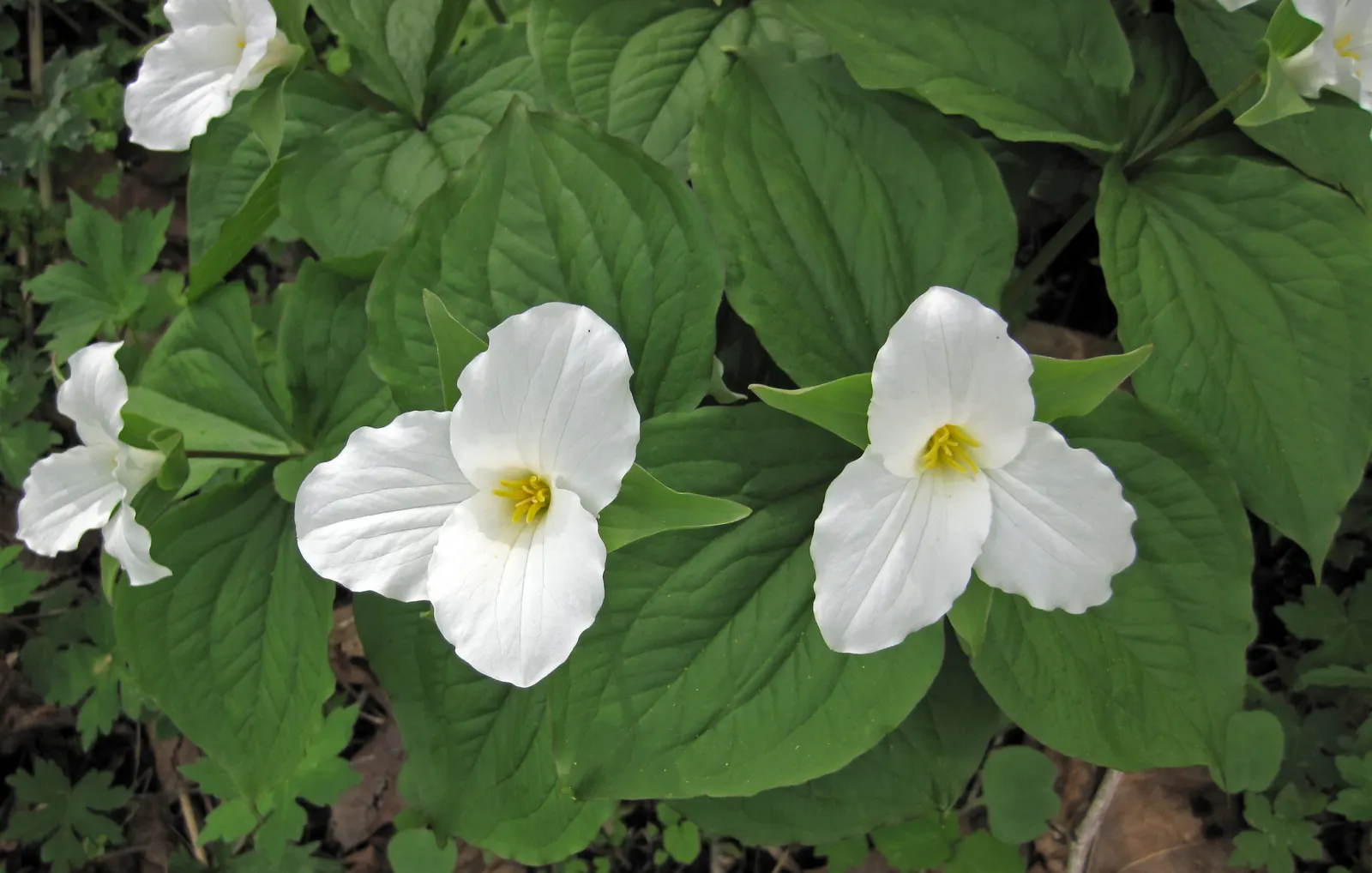 Large Flowered Trilium (Trillium Grandiflorum) — white blooms and elegant foliage