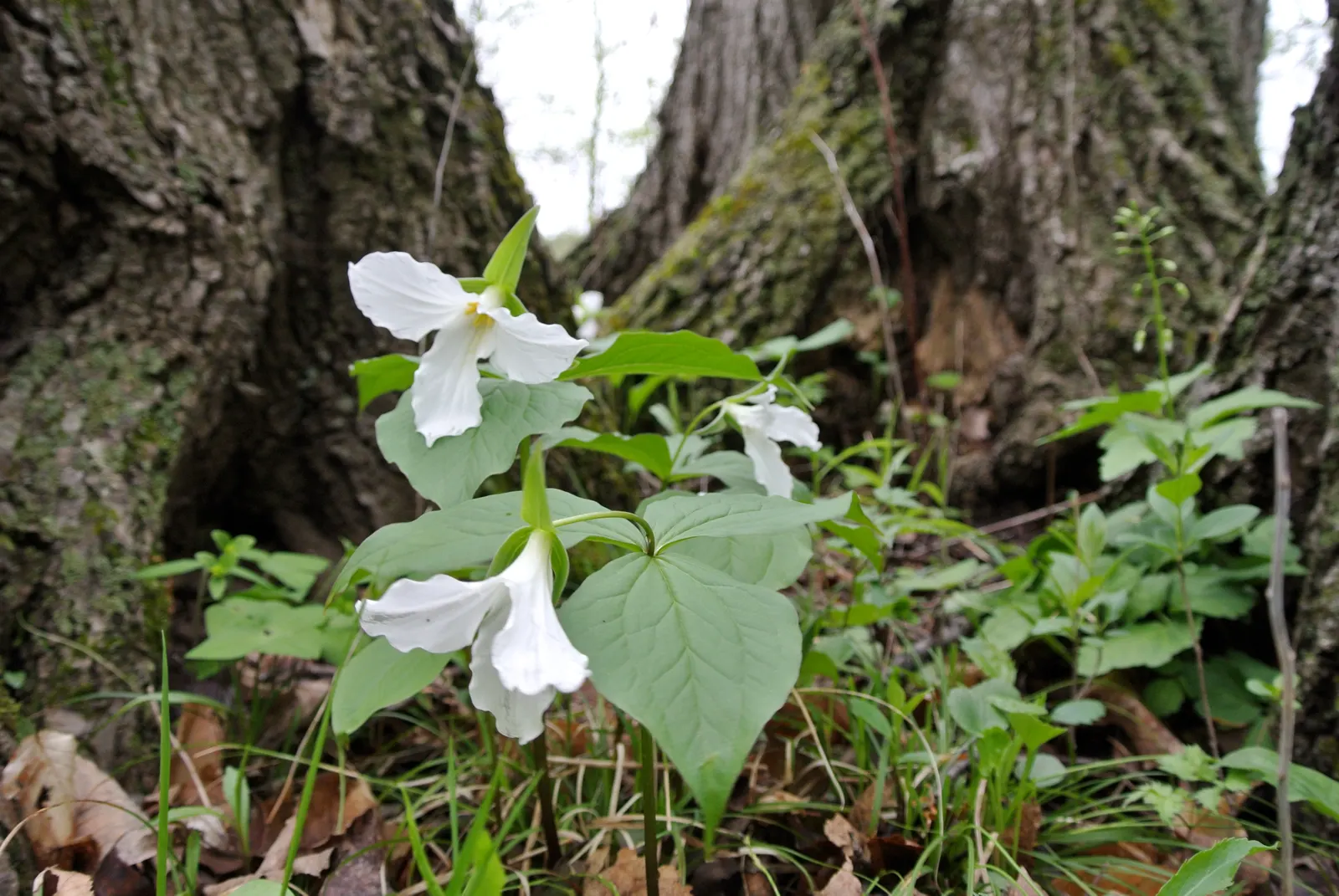 Large Flowered Trilium (Trillium Grandiflorum) — Trillium grandiflorum may go dormant in summer