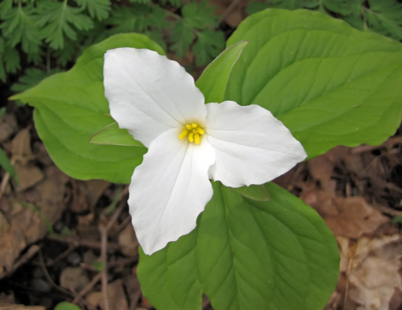 Large Flowered Trilium (Trillium Grandiflorum) — bulb / perennial with white blooms