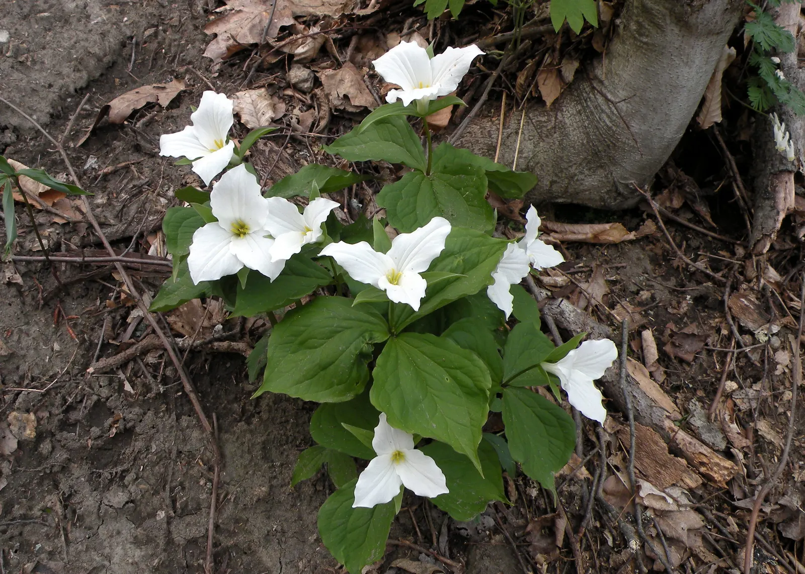Large Flowered Trilium (Trillium Grandiflorum) — Trillium grandiflorum may go dormant in summer; creating a lush backdrop for the stunning flowers