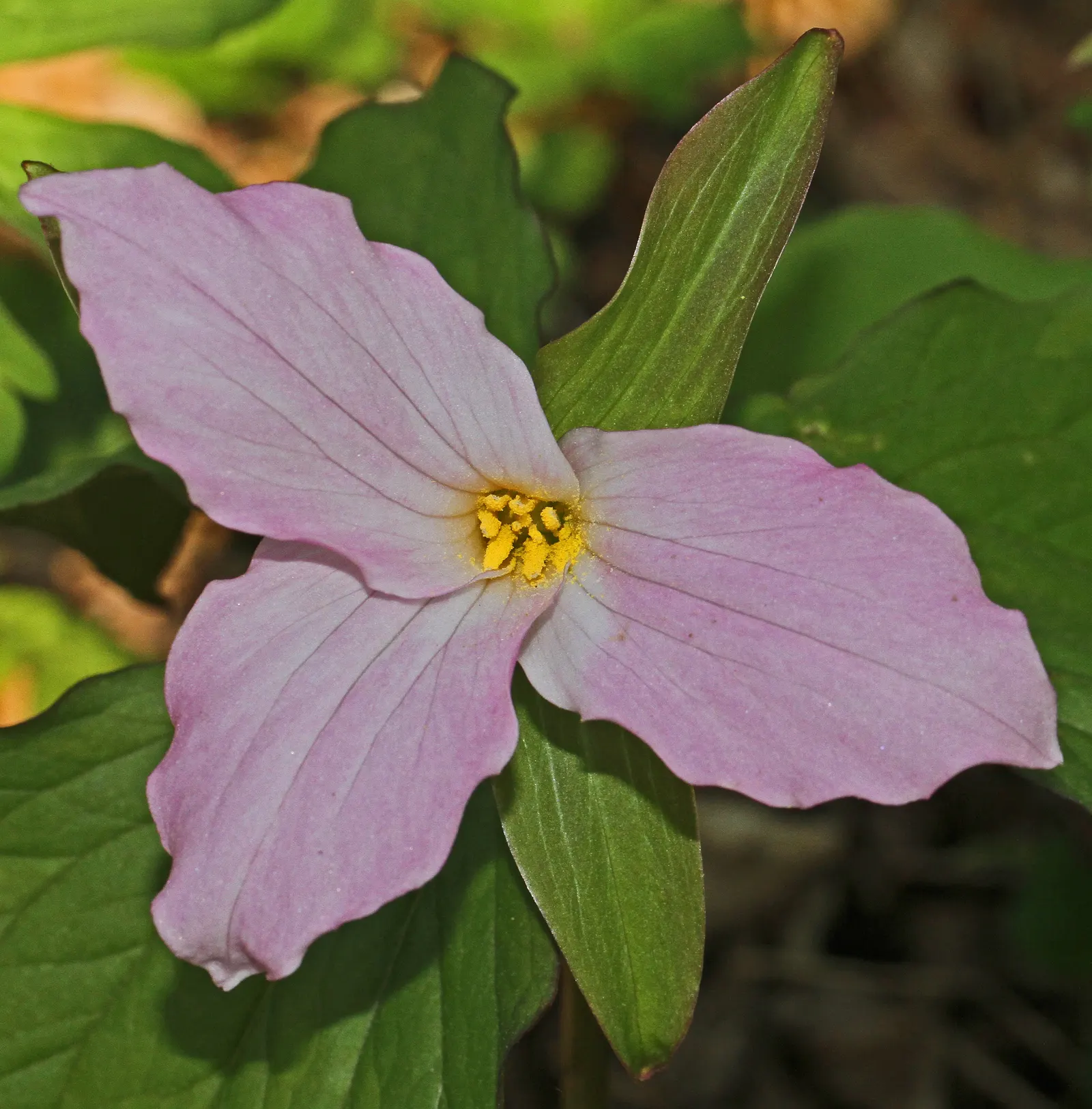 Large Flowered Trilium (Trillium Grandiflorum) — requiring minimal care while rewarding with extraordinary spring beauty; it thrives in well-drained, image 121
