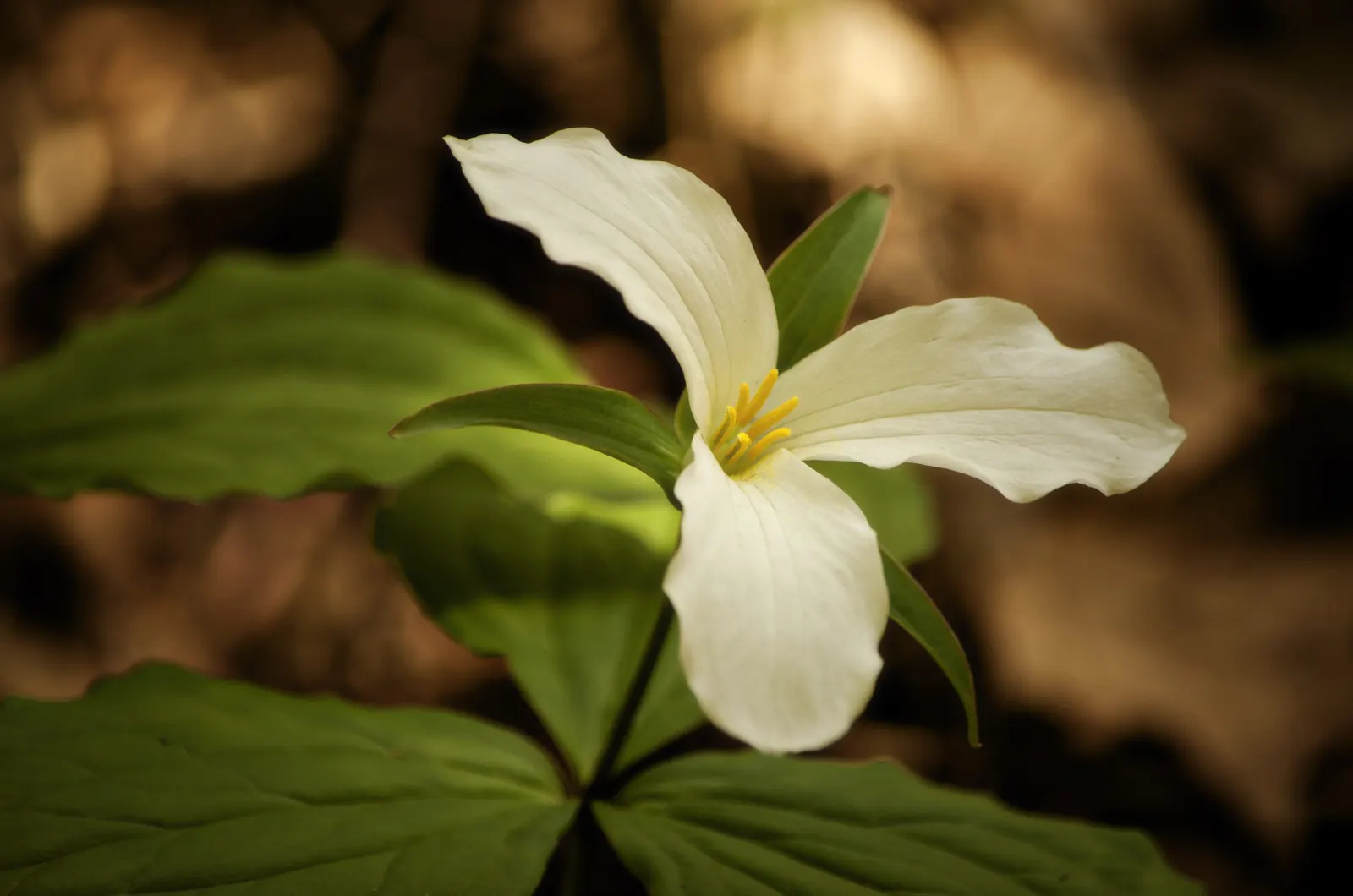 Large Flowered Trilium (Trillium Grandiflorum) — Trillium grandiflorum, the Large-Flowered Trillium, flourishes in U.S; this perennial prefers, image 63