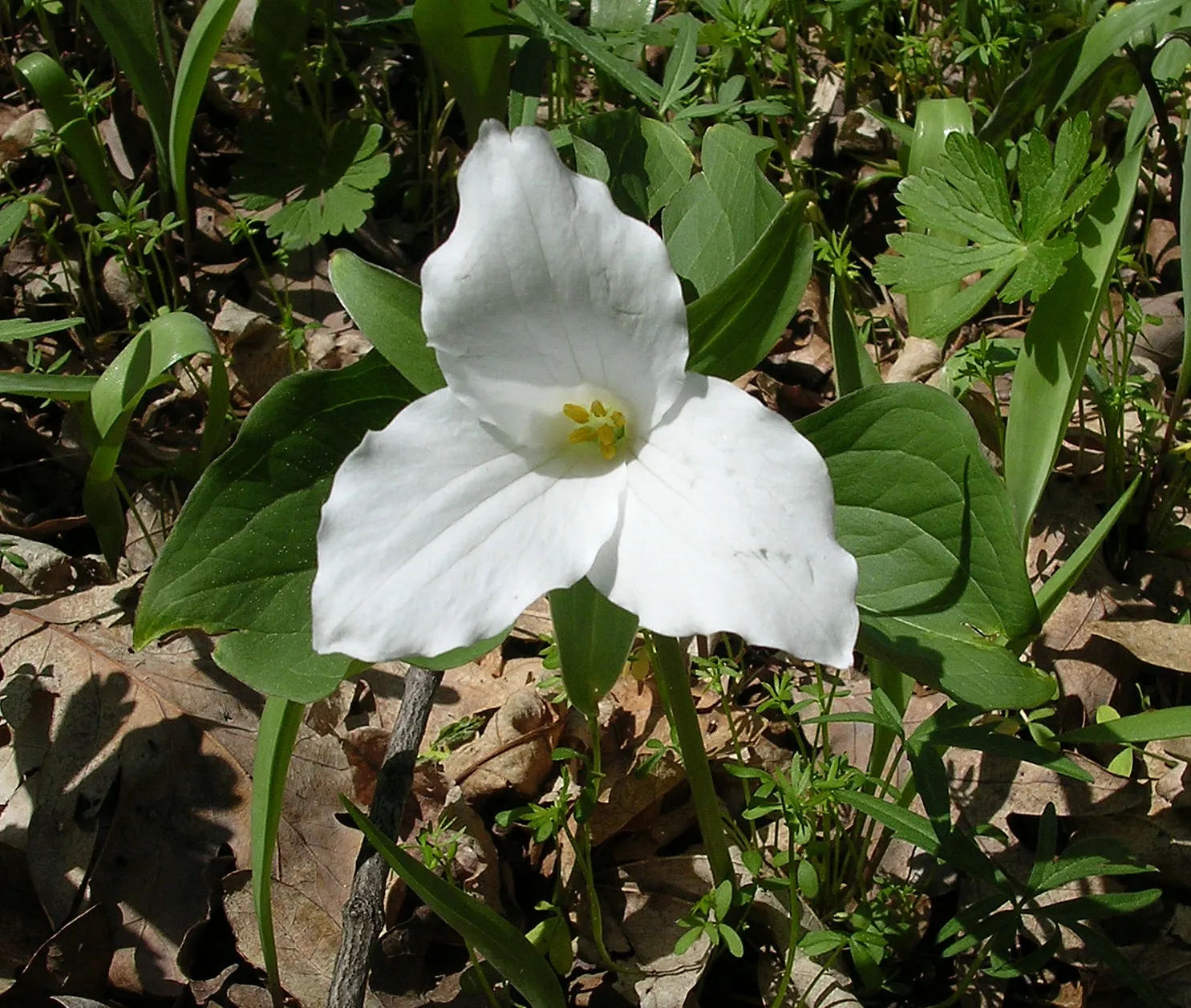 Large Flowered Trilium (Trillium Grandiflorum) — Trillium grandiflorum may go dormant in summer; creating a lush backdrop for the stunning flowers, image 87