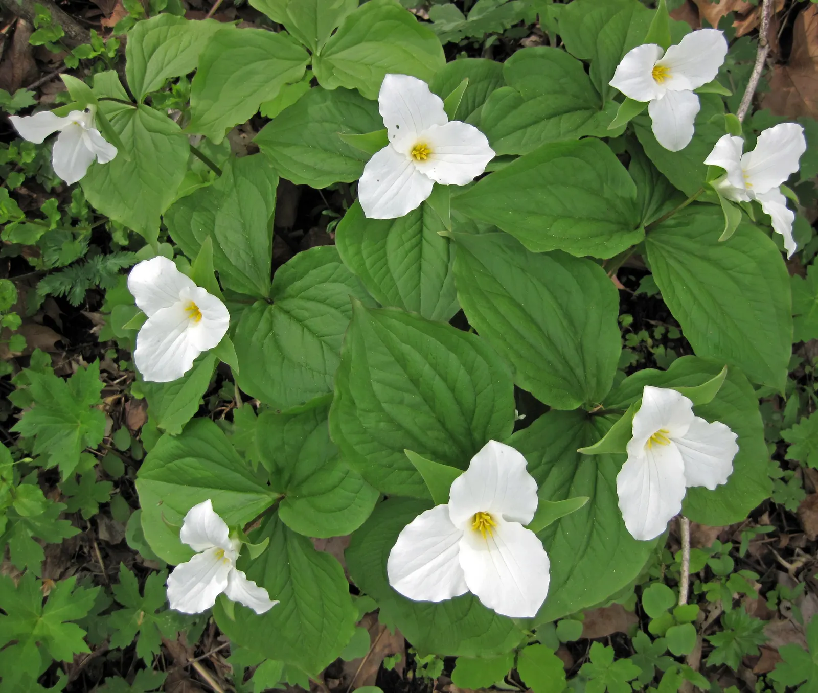 Large Flowered Trilium (Trillium Grandiflorum) — It is hardy in zones 4 to 8 and remains a classic choice for a shade or woodland garden; bulb /, image 120