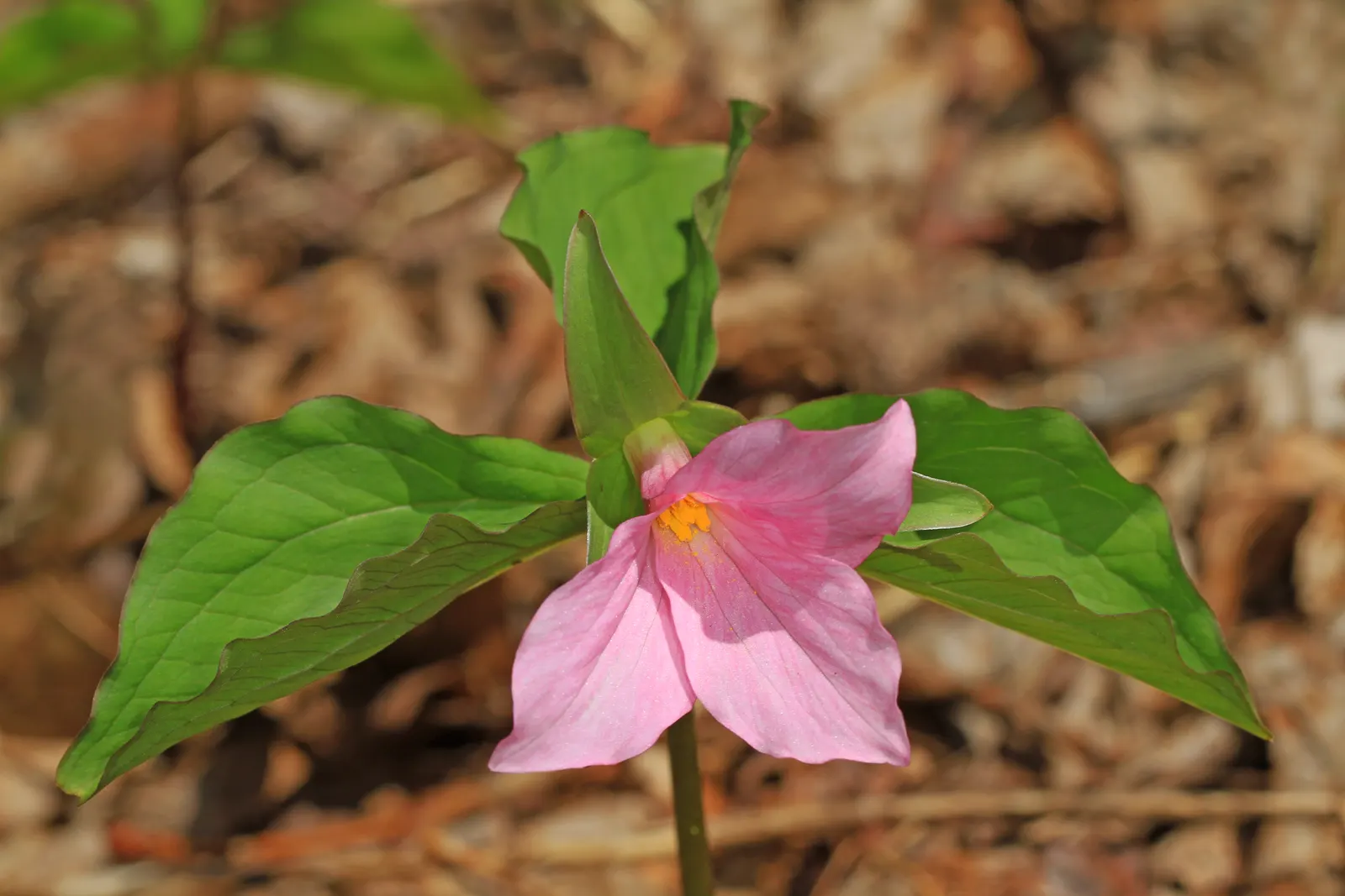 Large Flowered Trilium (Trillium Grandiflorum) — Trillium grandiflorum prefers fertile