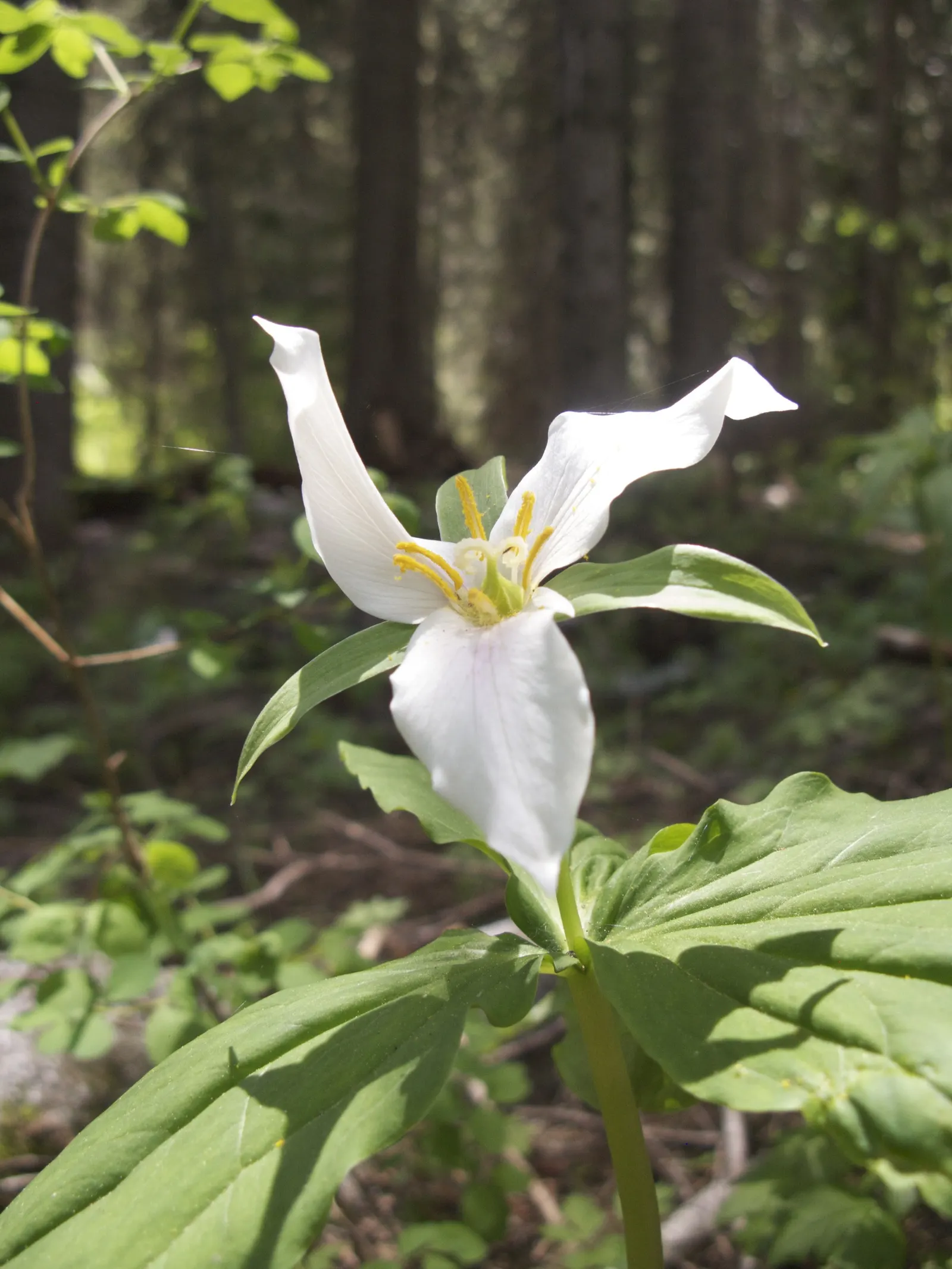 Large Flowered Trilium (Trillium Grandiflorum) — depending on local climate conditions; the Trillium grandiflorum has a clump-forming habit