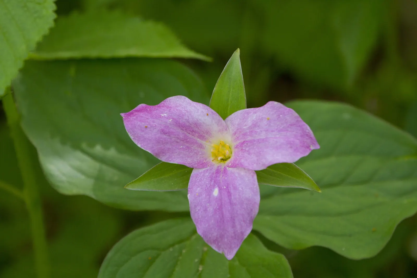 Large Flowered Trilium (Trillium Grandiflorum) — consist of three pure white petals that gracefully transition to a pale pink as they age; providing visual