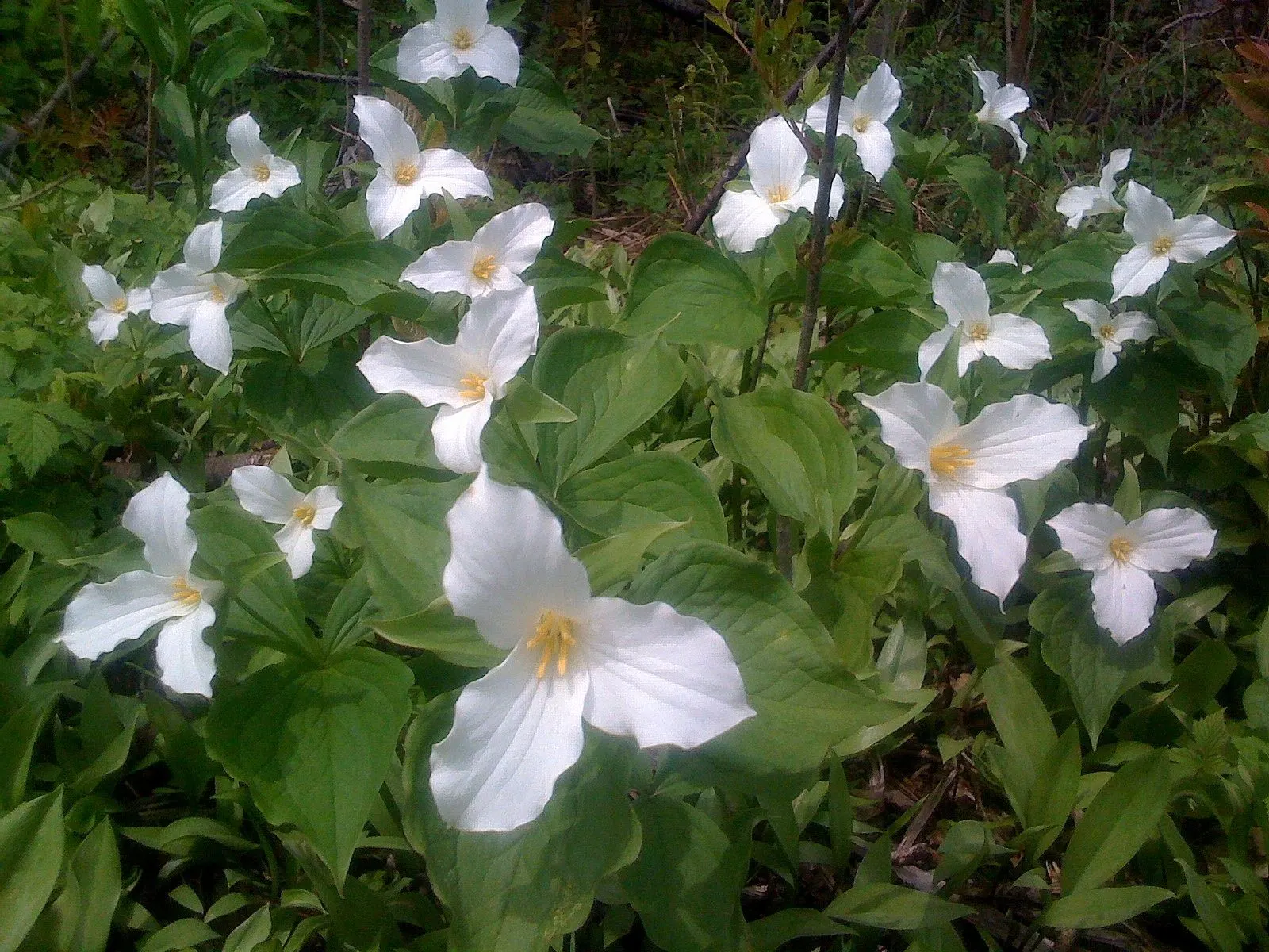 Large Flowered Trilium (Trillium Grandiflorum) — Providing visual interest up to 18 inches high and spreading approximately 12 inches; ideal for, image 99